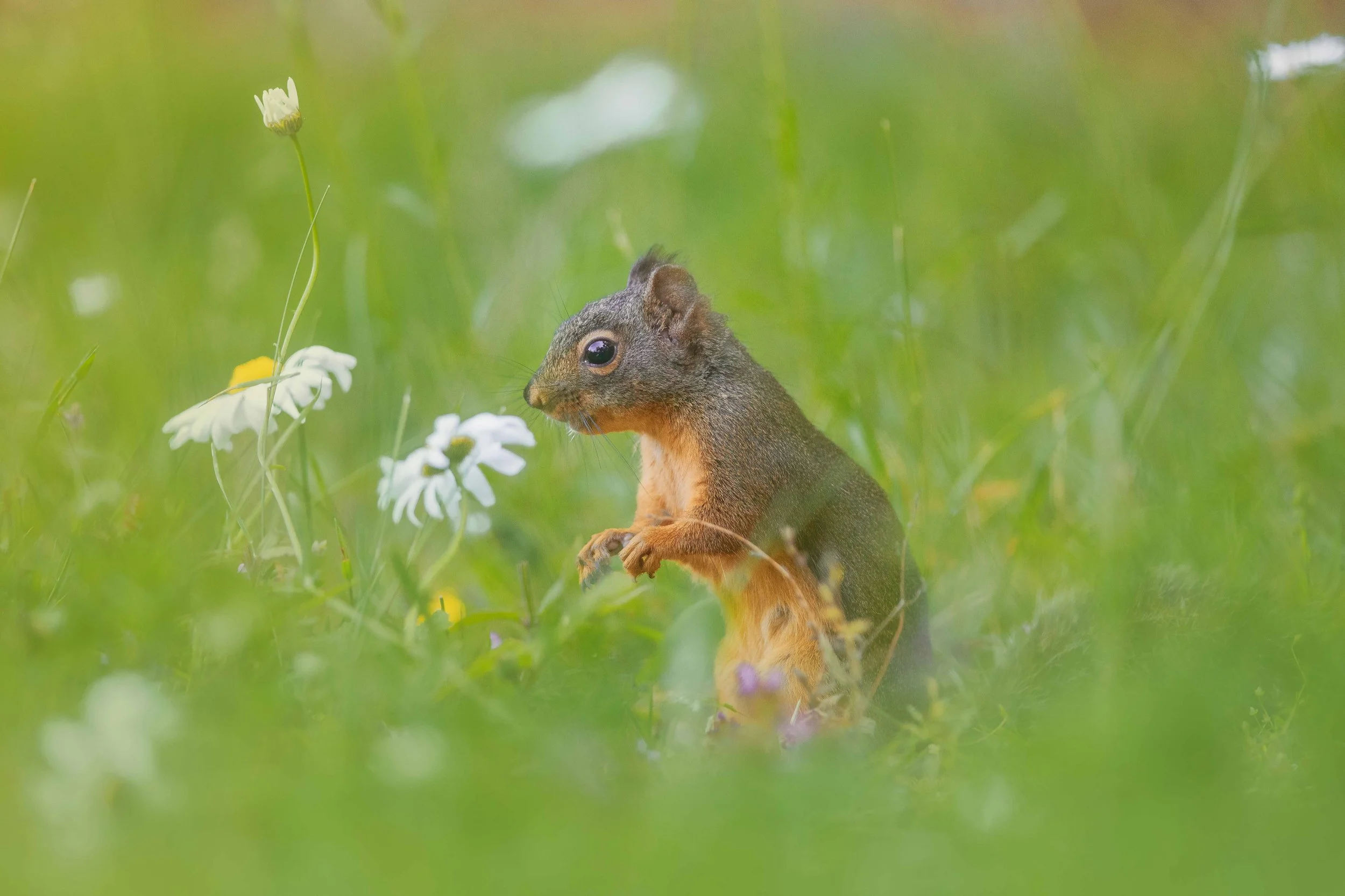 Douglas in the Daisies. websize.jpg