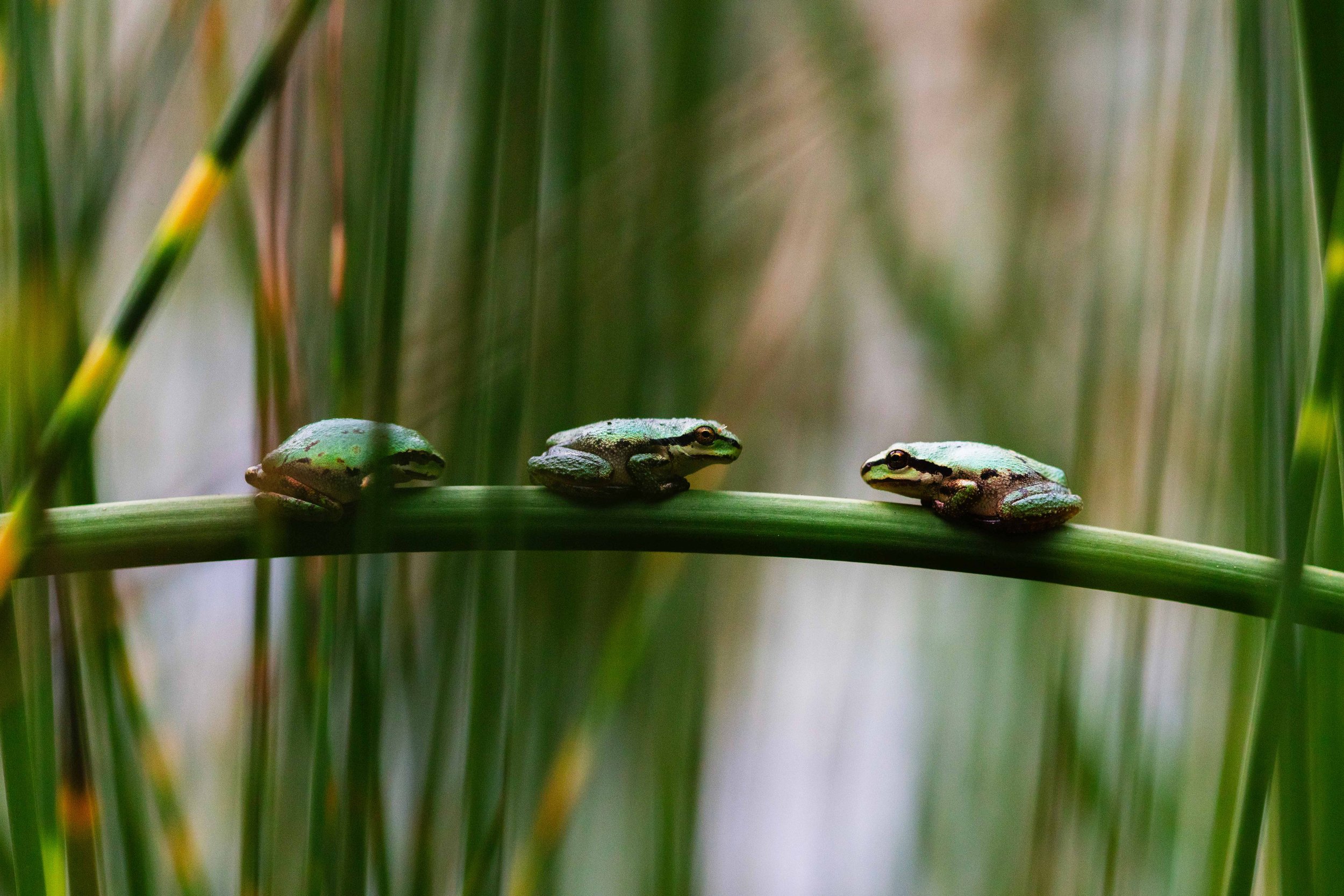 Frogs on Stem websize.jpg