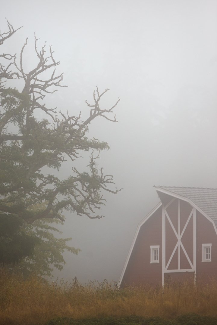 Foggy Morning on the Farm.jpg