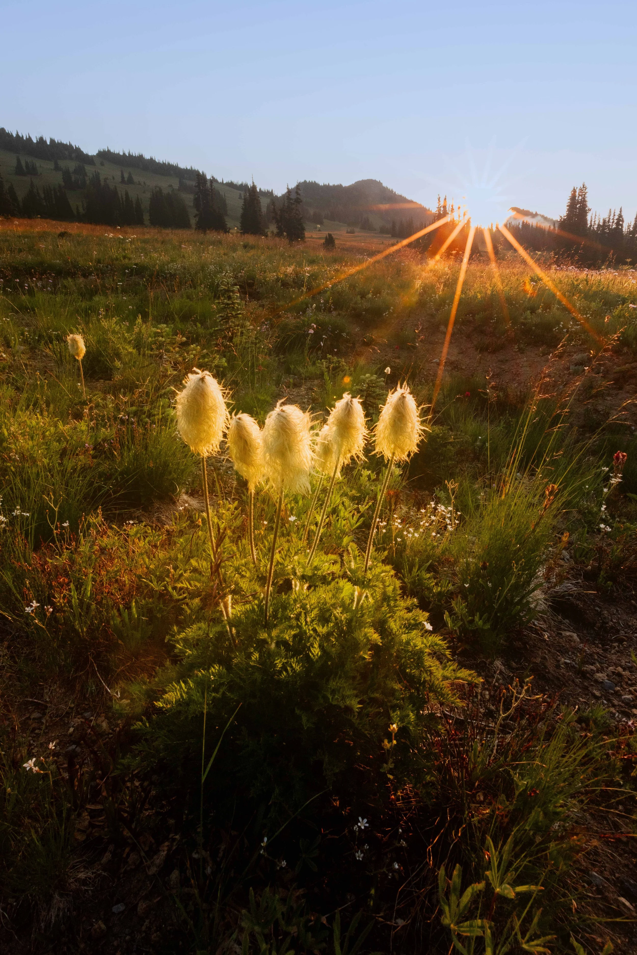 Pasqueflower at Sunrise Point websize.jpg