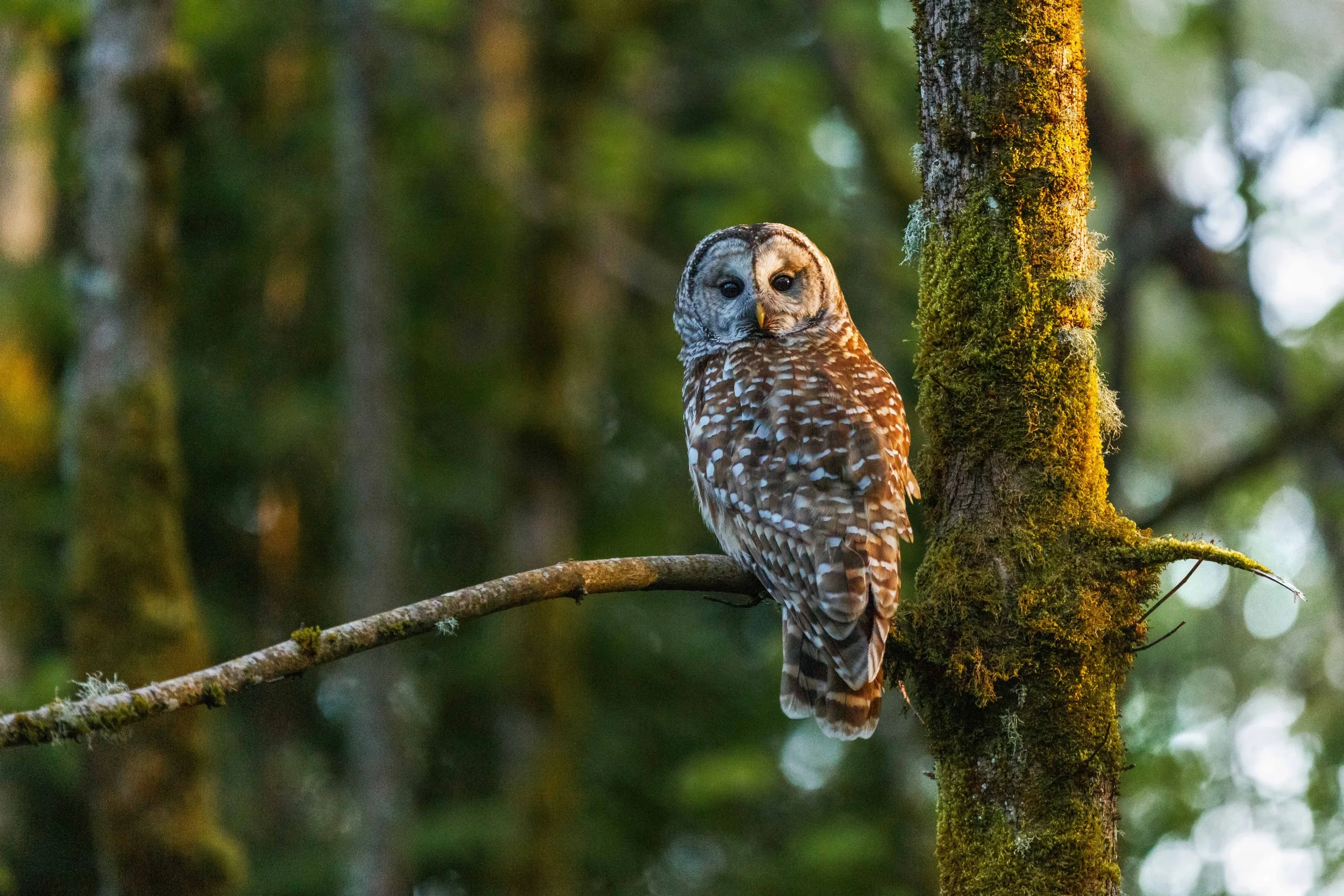 Barred Owl Eye Contact Websize.jpg