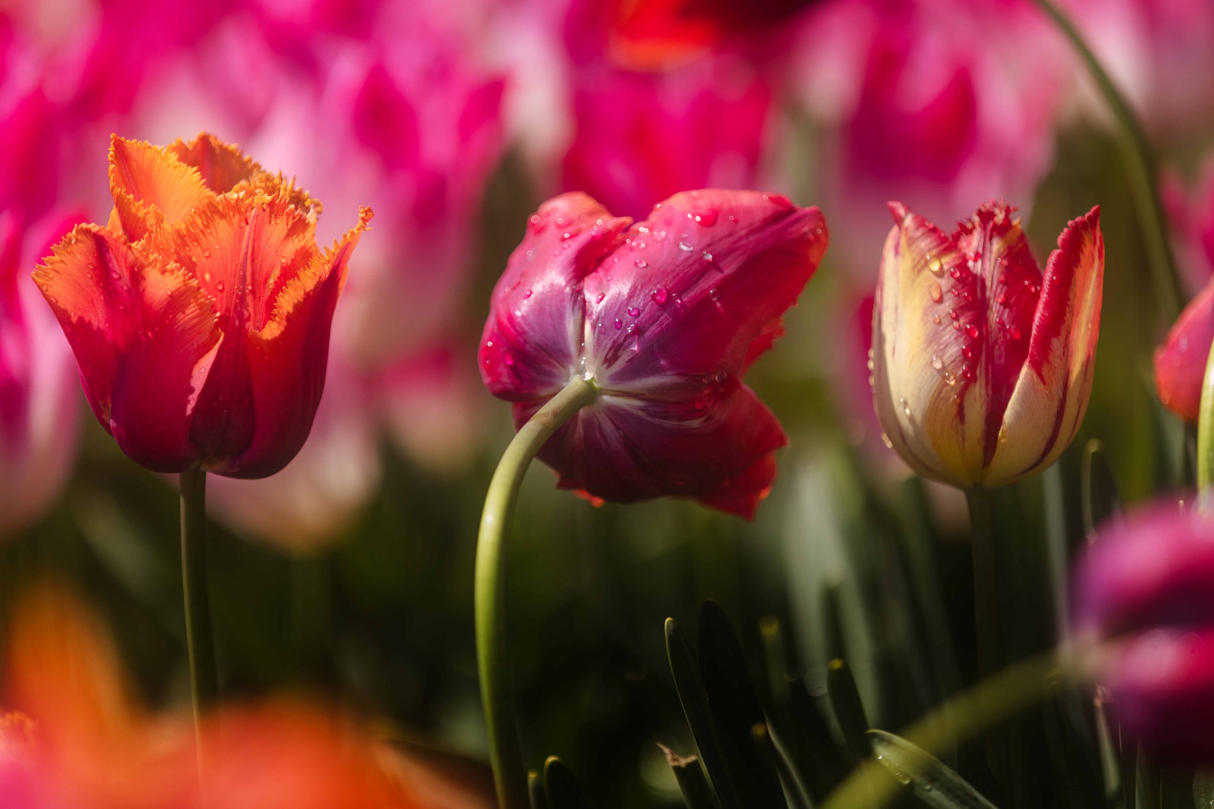 Various Colors on Tulips Websize.jpg