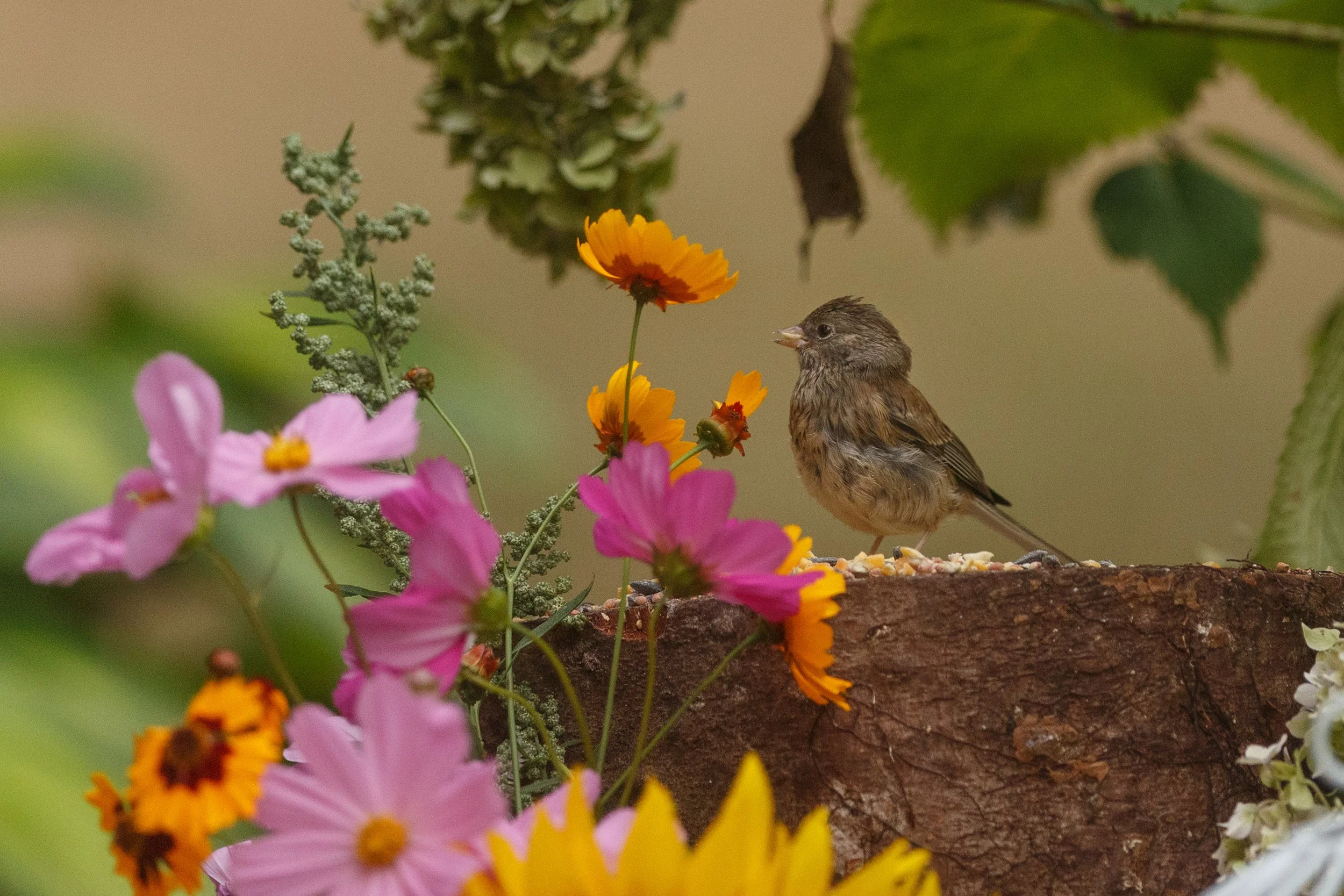 Eating in the Flowers copy.jpg