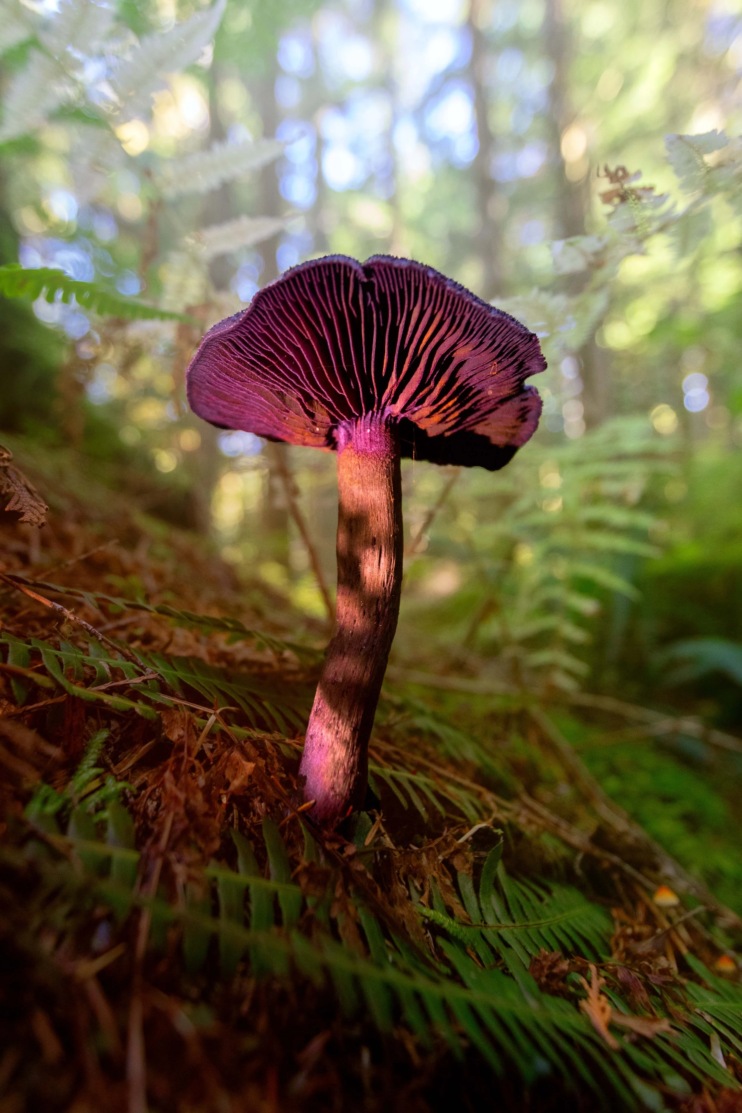 Tall Violet Webcap websize.jpg