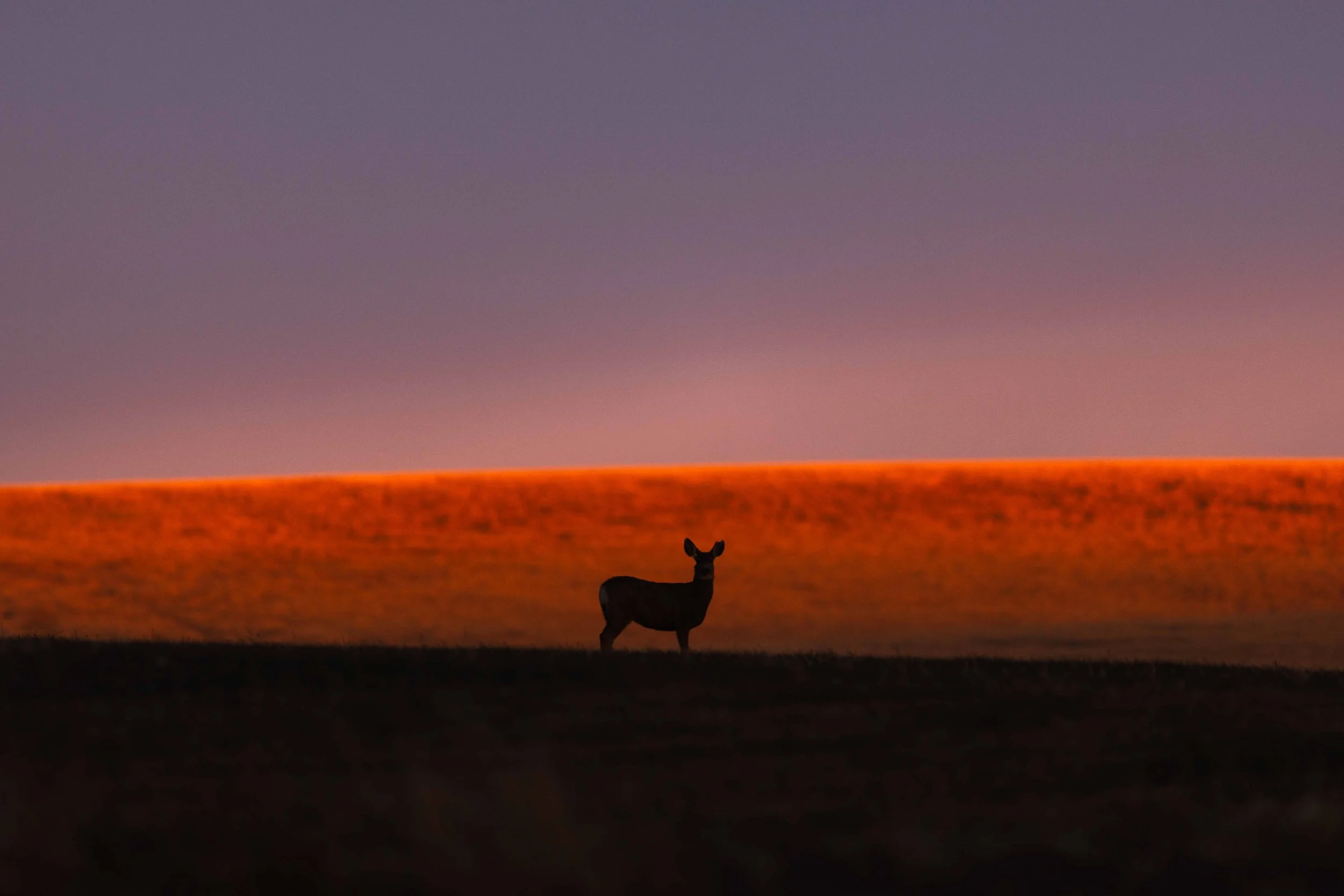 Deer Silhouette at Sunset .jpg