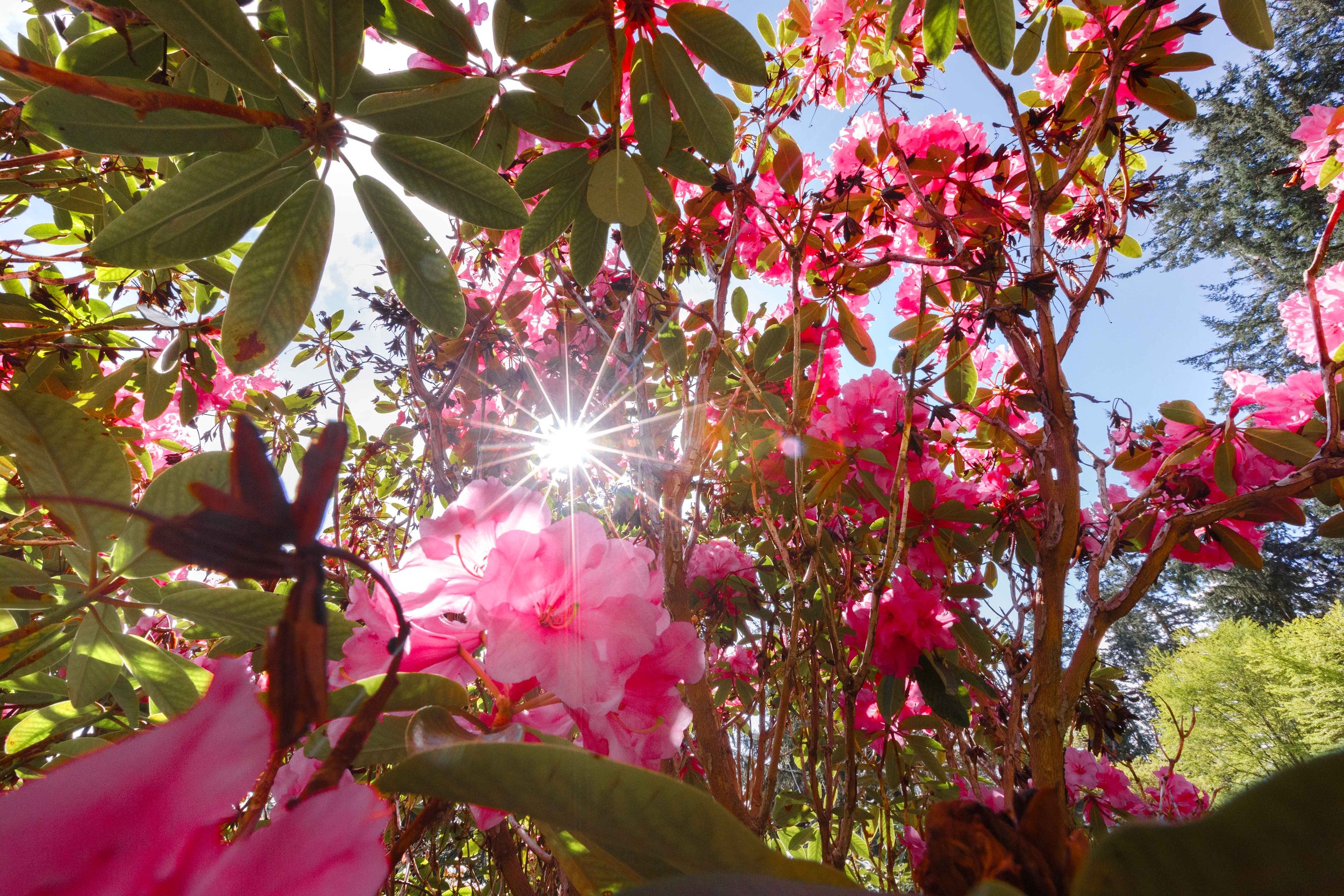Sunburst Through Rhododendrons websize.jpg