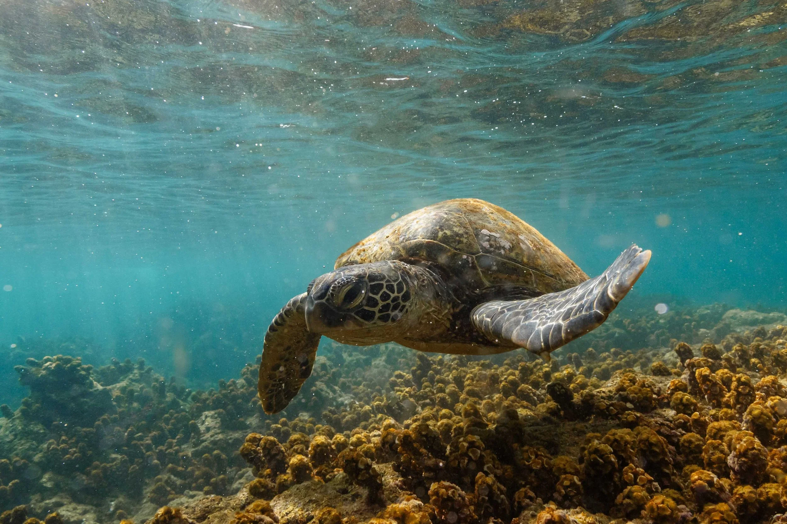 Sea Turtle Floating Websize.jpg