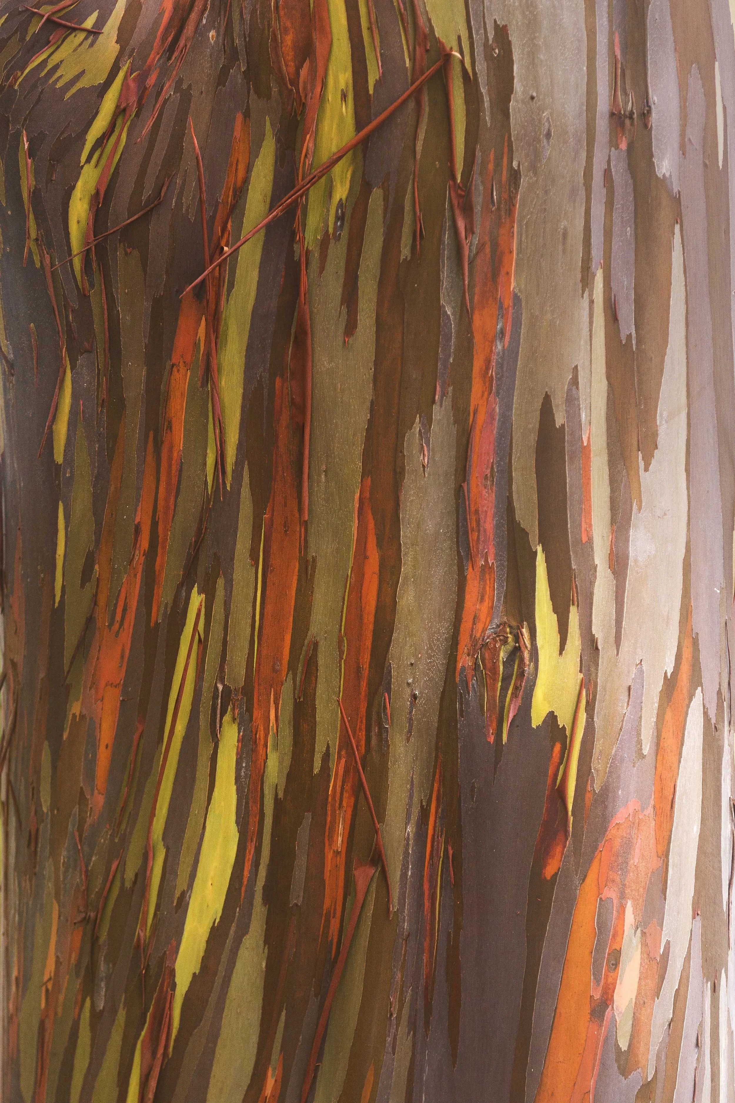 Rainbow Tree Bark Websize.jpg