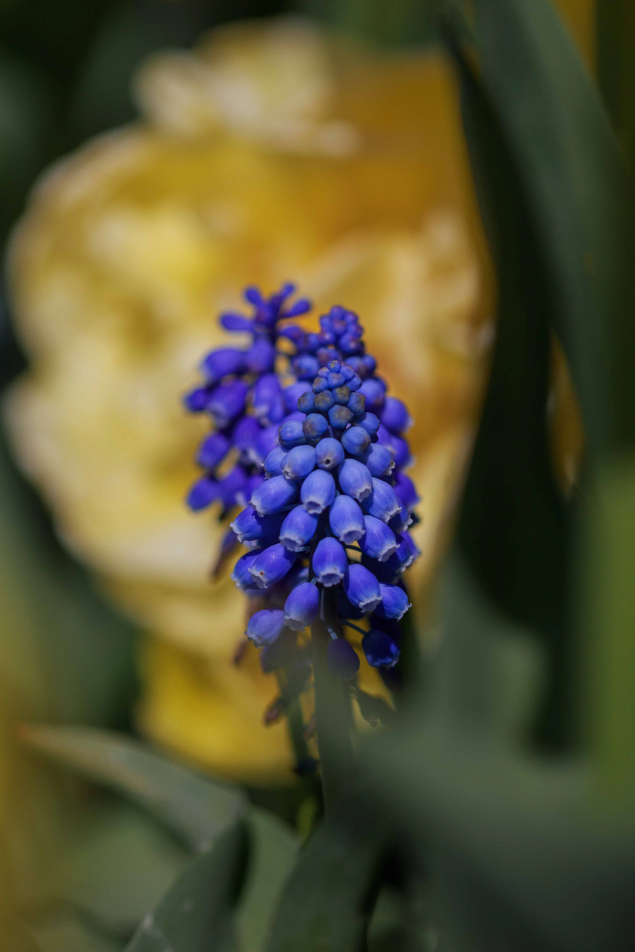 Grape Hyacinth Websize.jpg