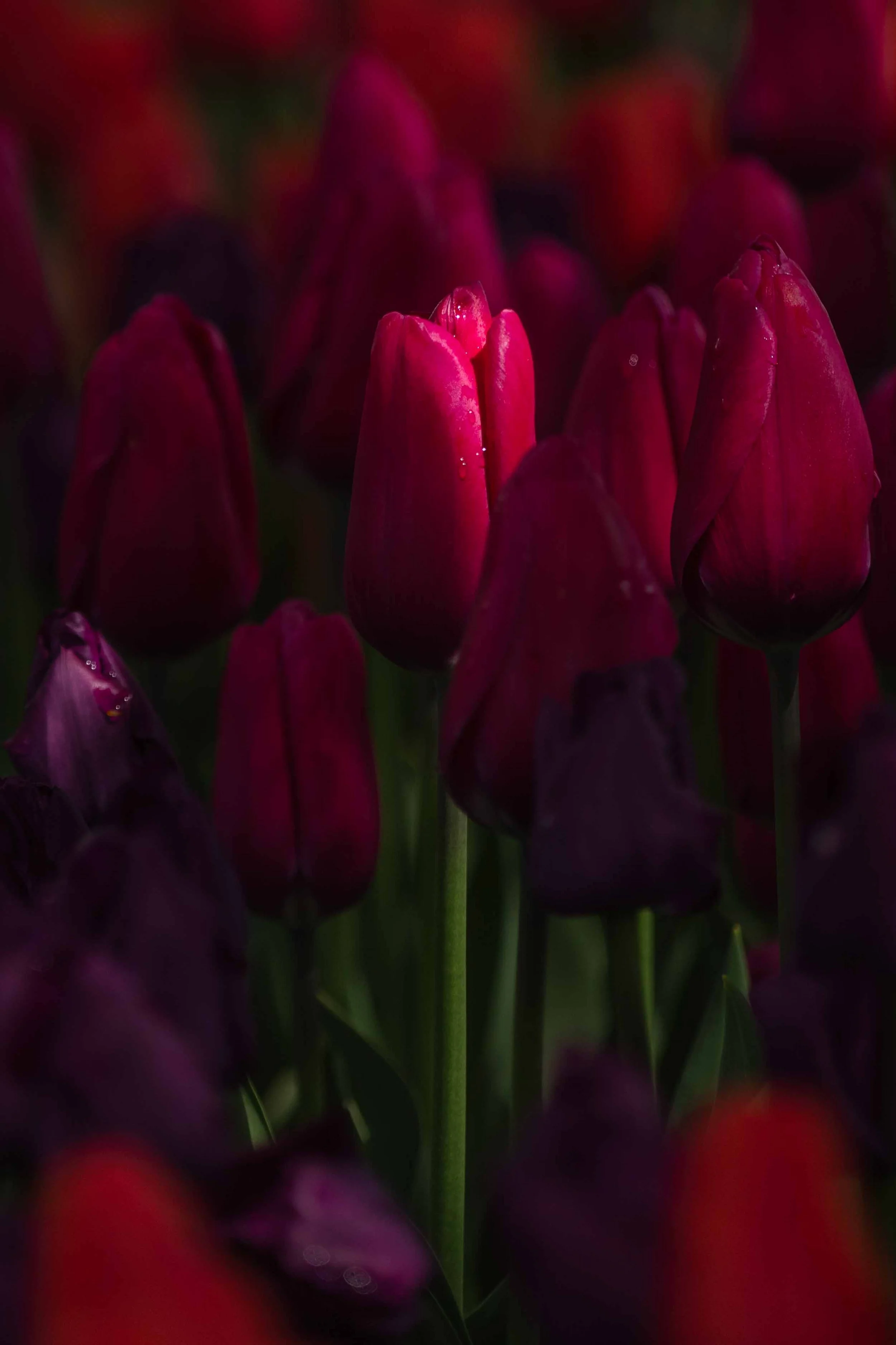 Tulip in the Light websize.jpg