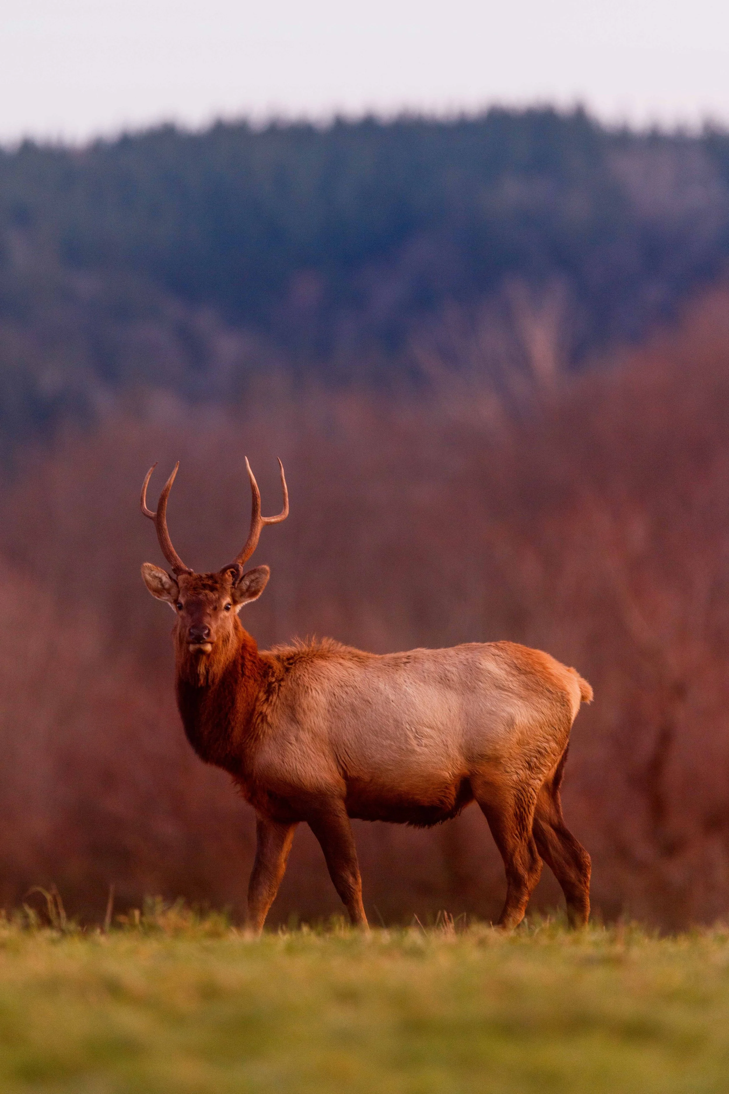 Elk in Morning Glow websize.jpg