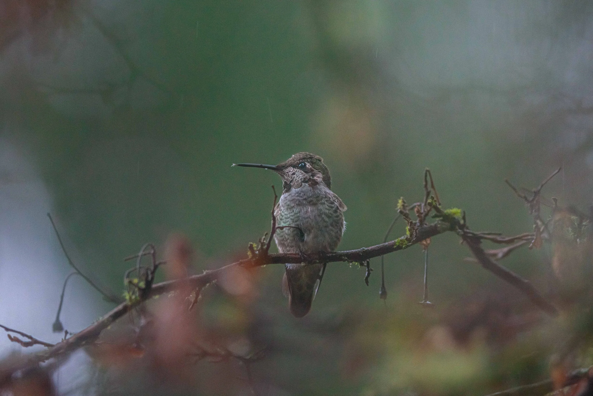 Anna Hummingbird in the Rain websize.jpg
