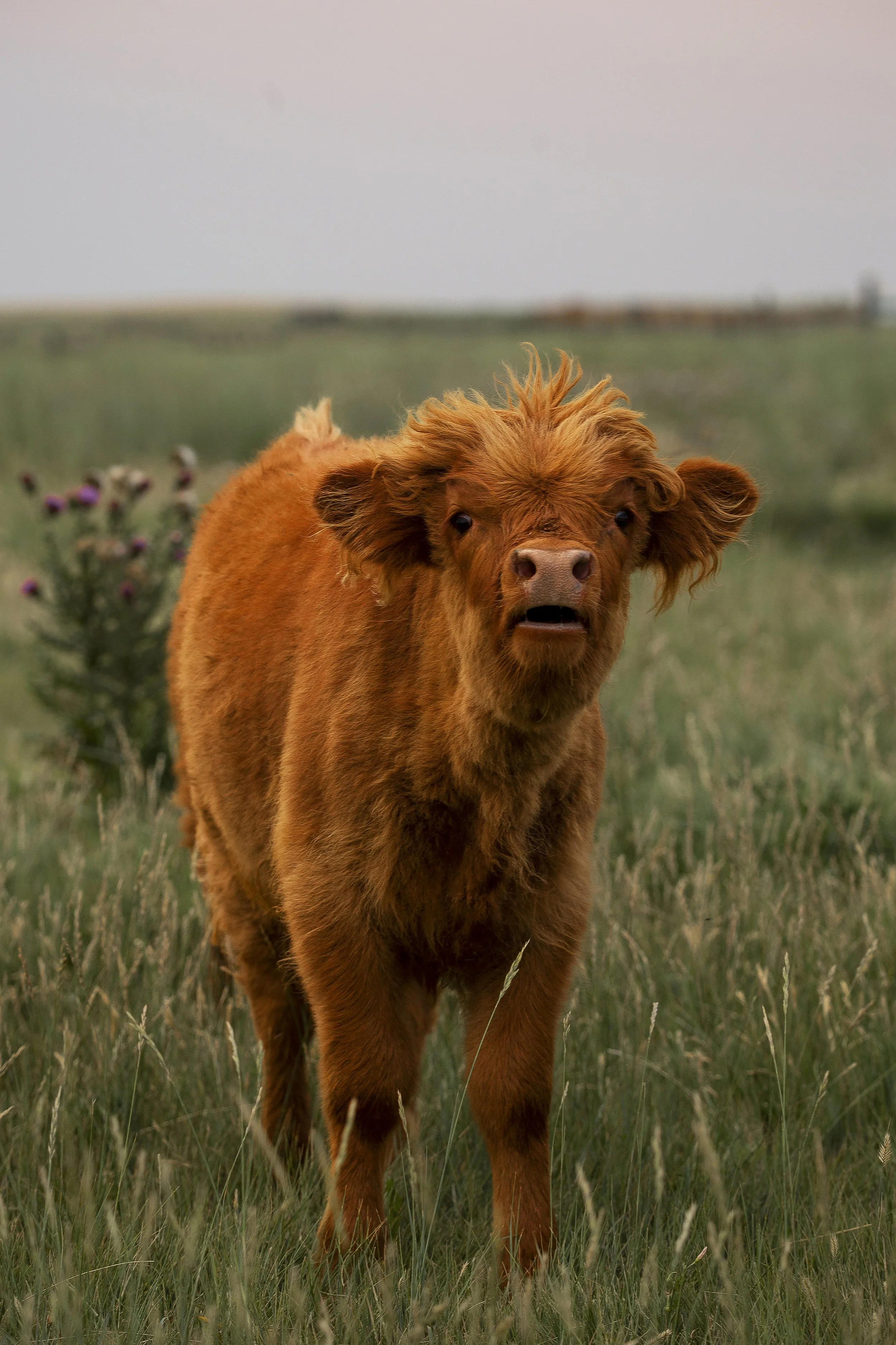Highland Calf Moo.jpg