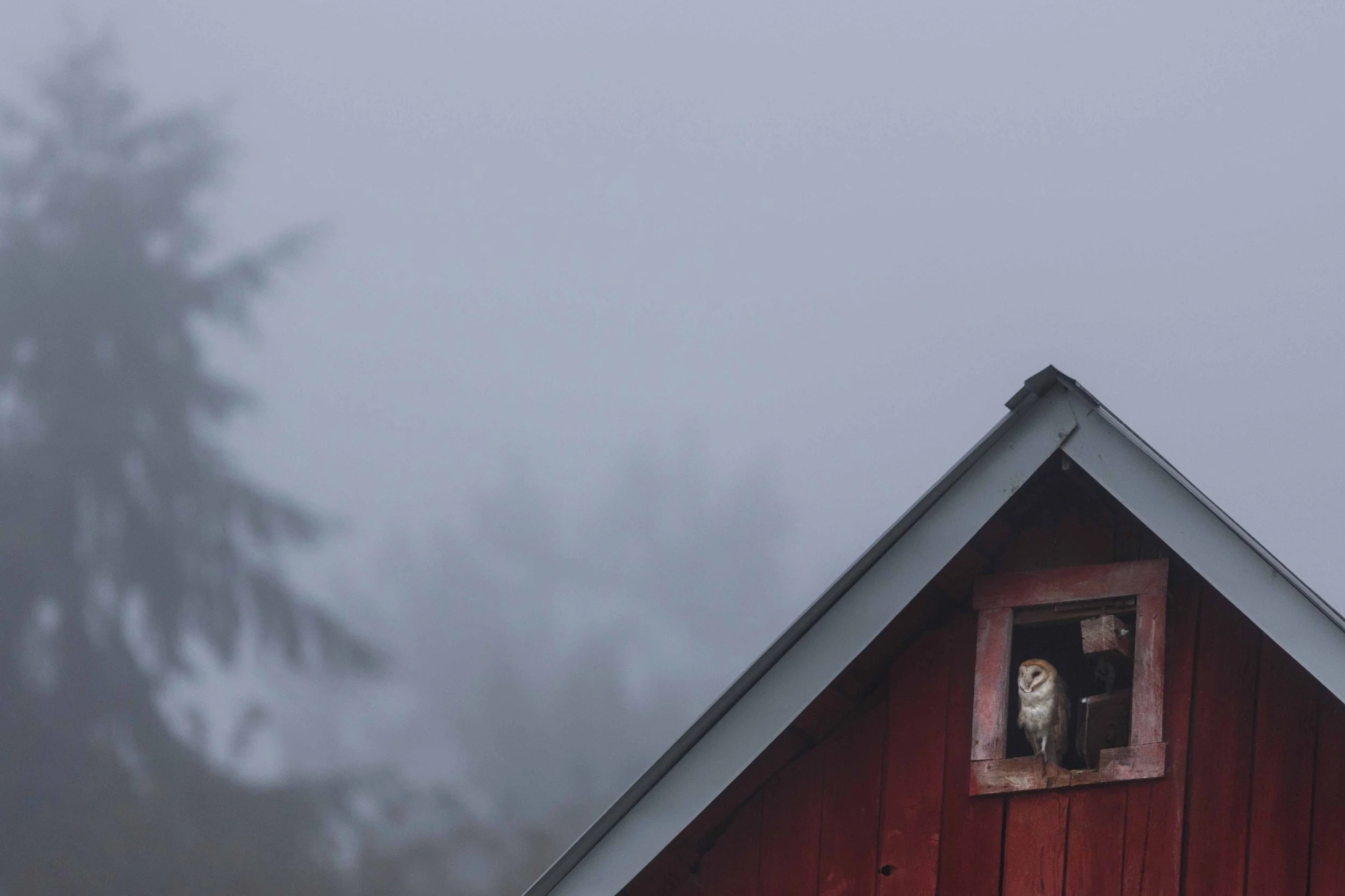 Barn Owl in the Fog websize.jpg
