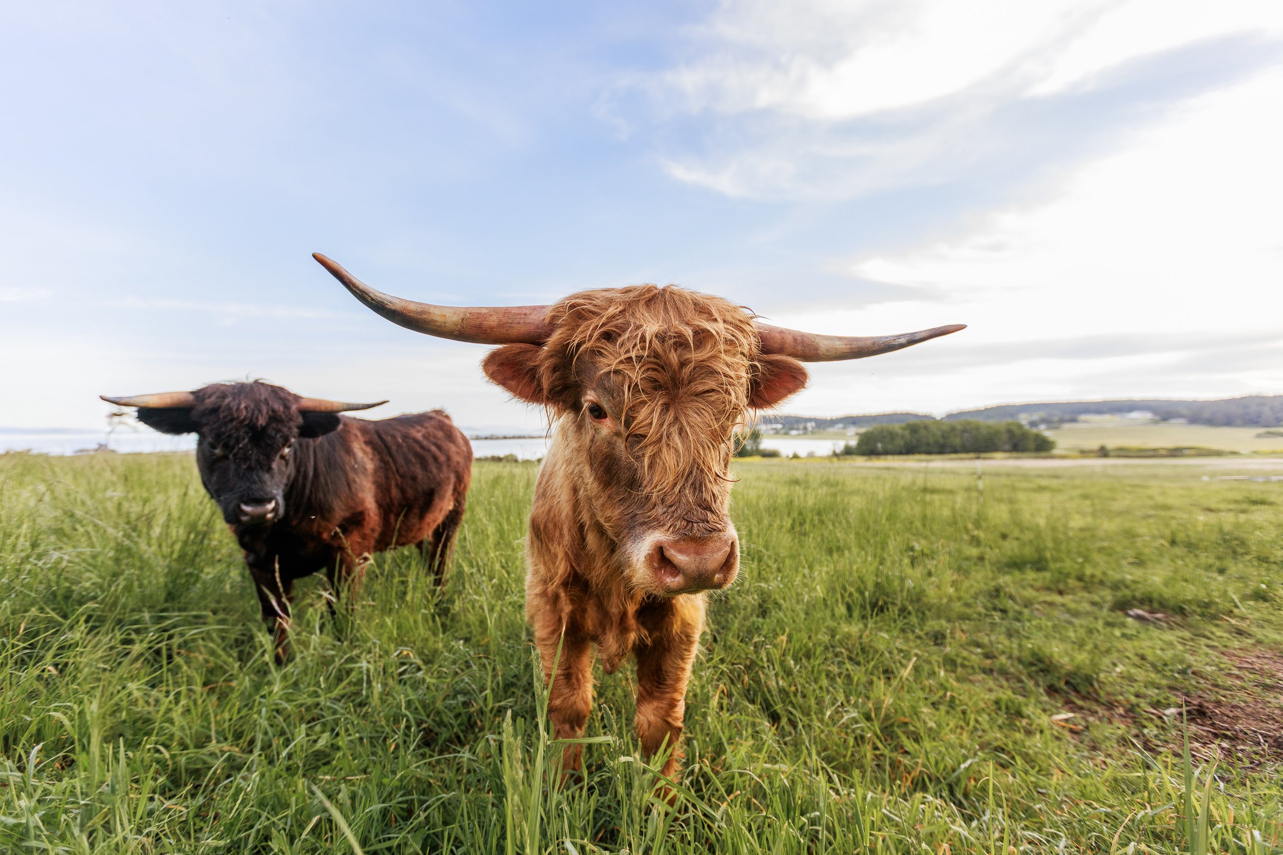 Curious Cows.jpg