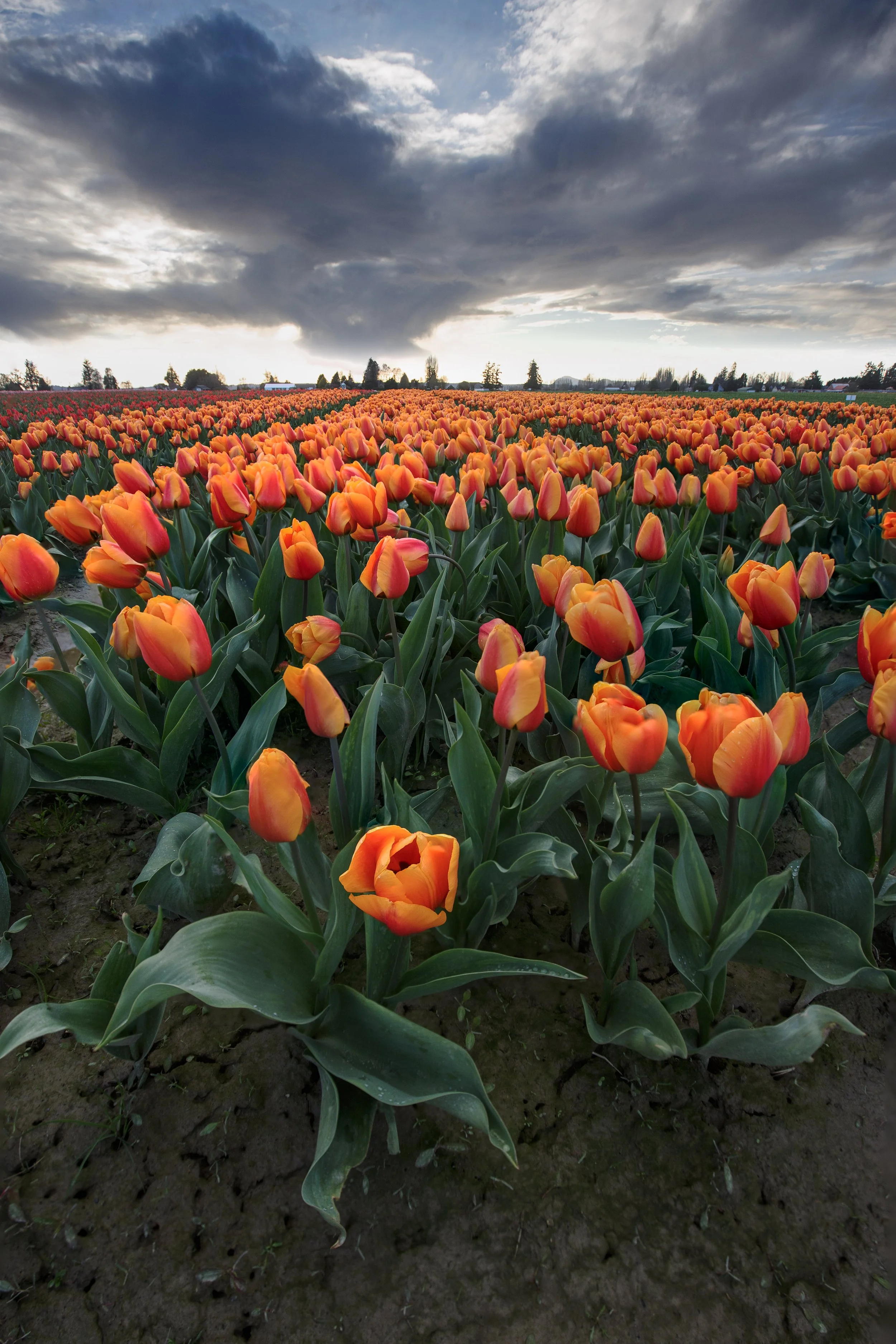 Tulips with a Cloudy Sky.jpg