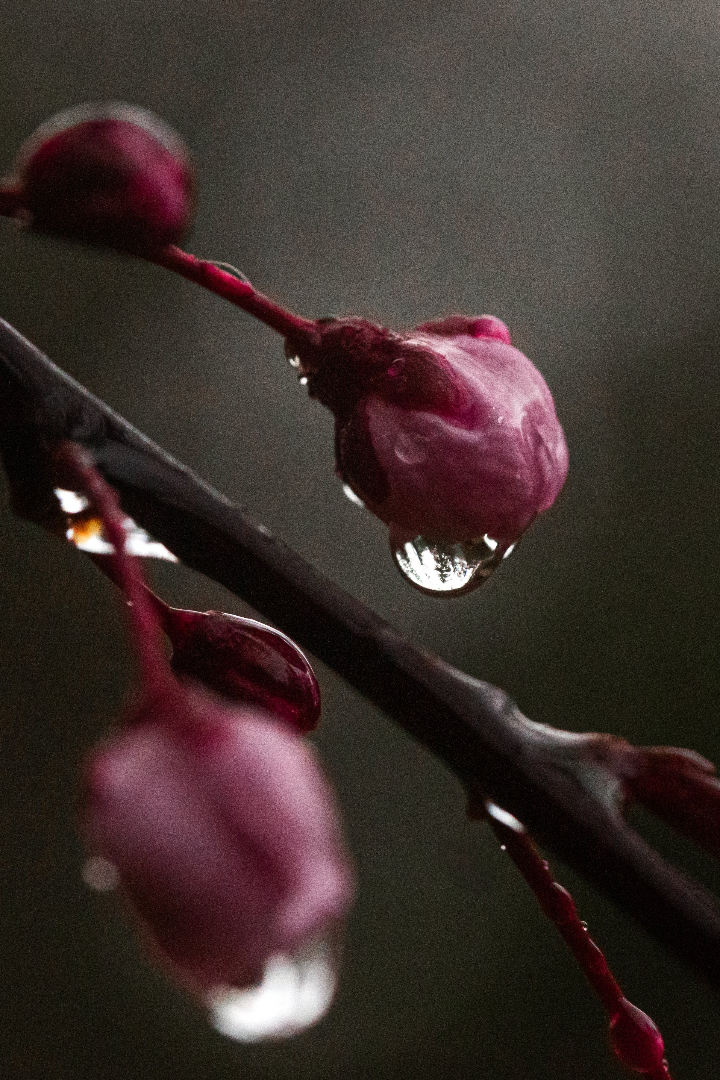 Forest in a Droplet.jpg