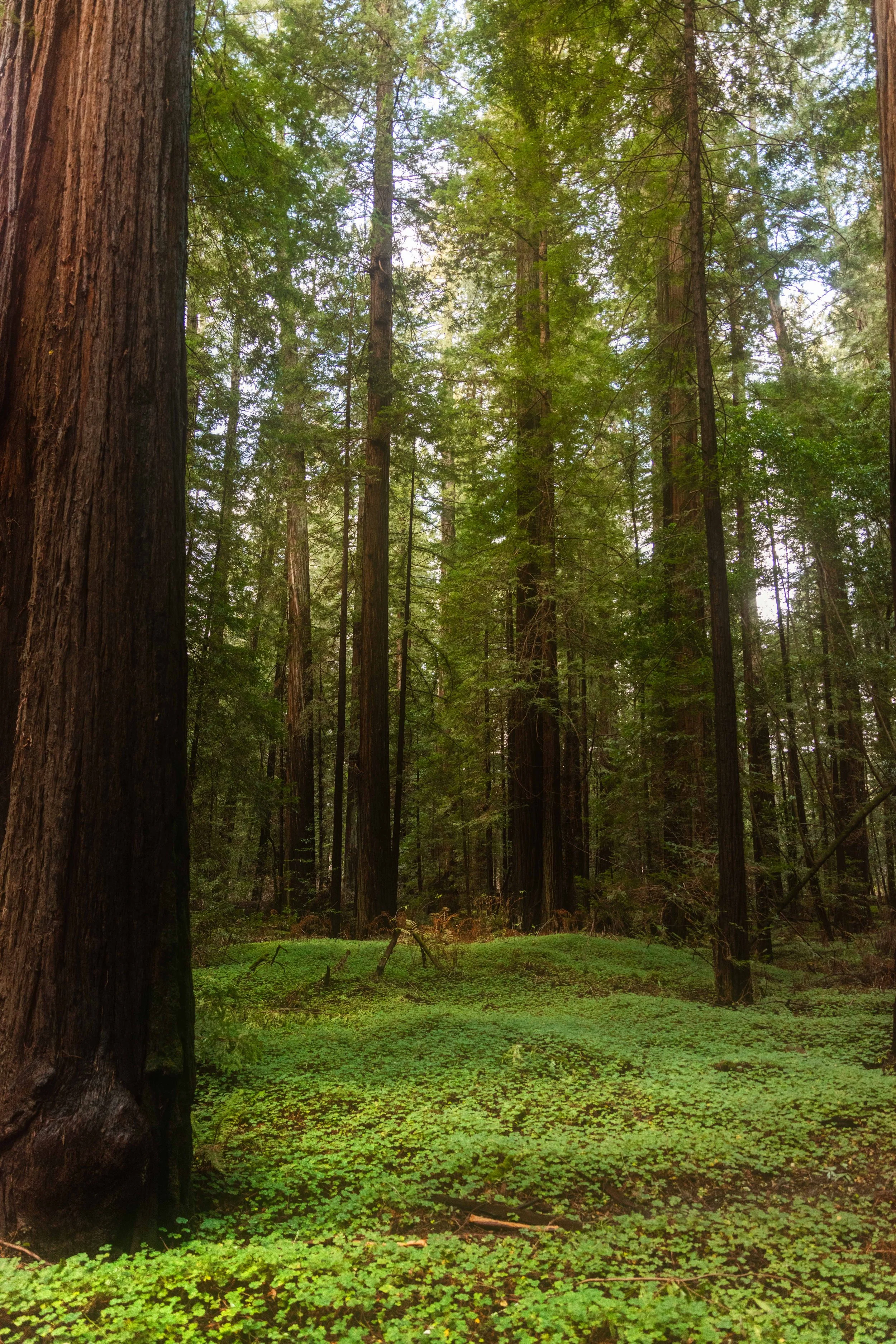 Redwood Forest websize.jpg