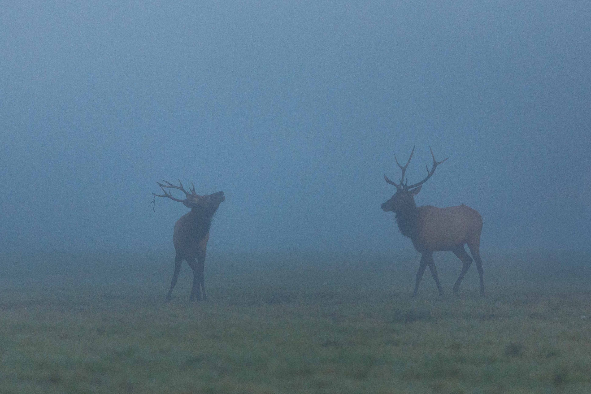 Elk Bugeling in North Bend websize.jpg