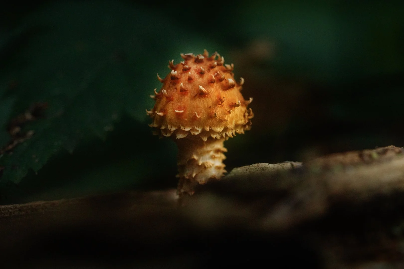 Spiky Mushroom Species Websize.jpg