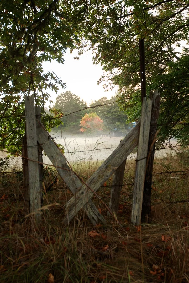 Through the Fence.jpg