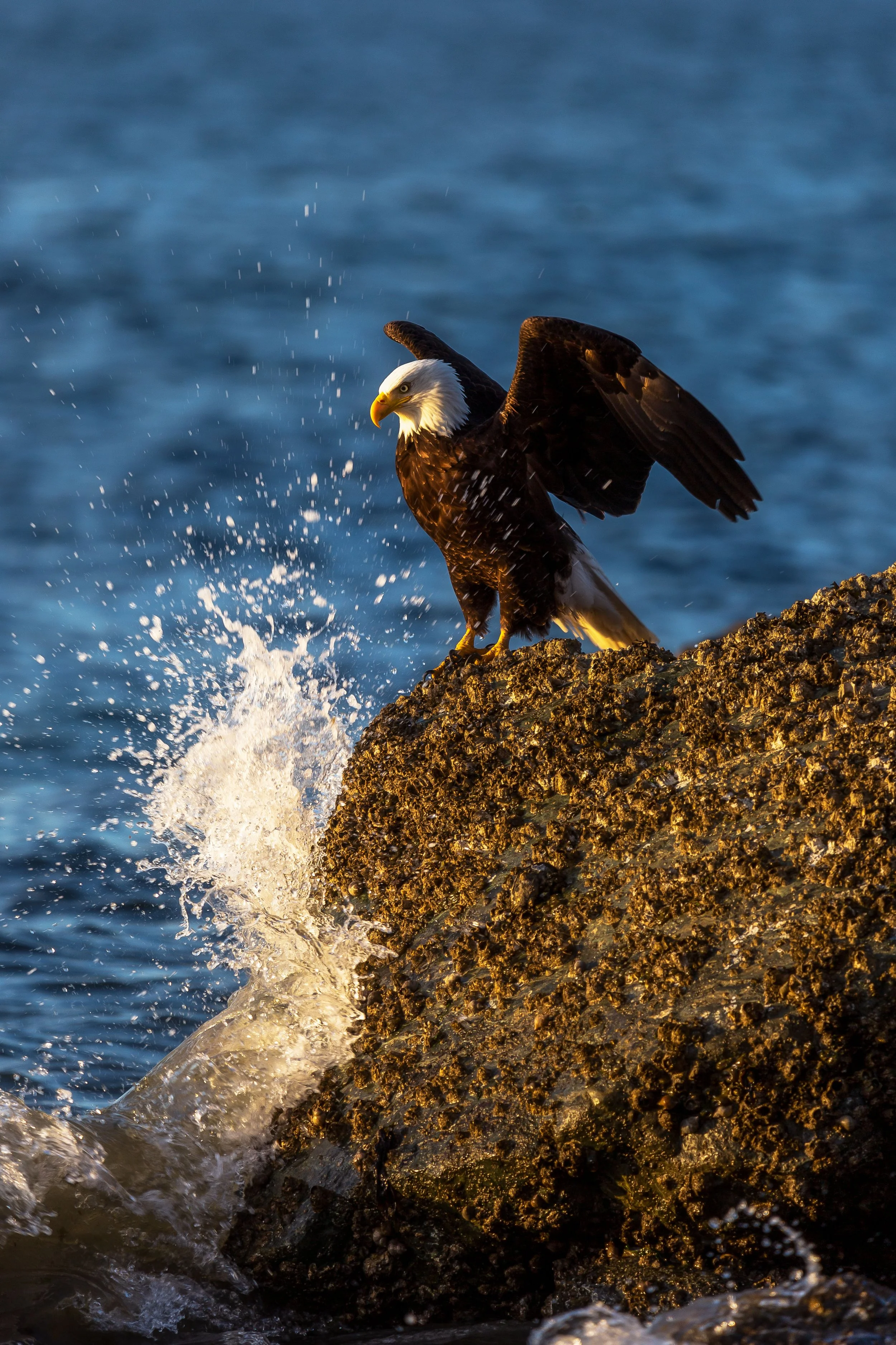Eagle by the Sea websize.jpg