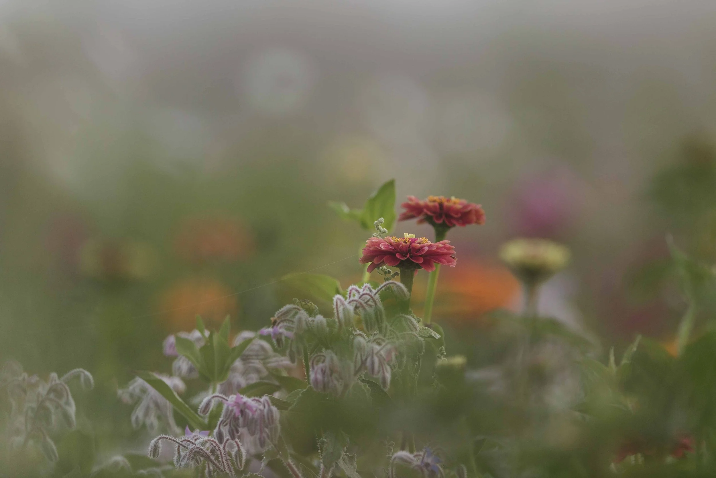Dewey Flowers in Duvall websize.jpg
