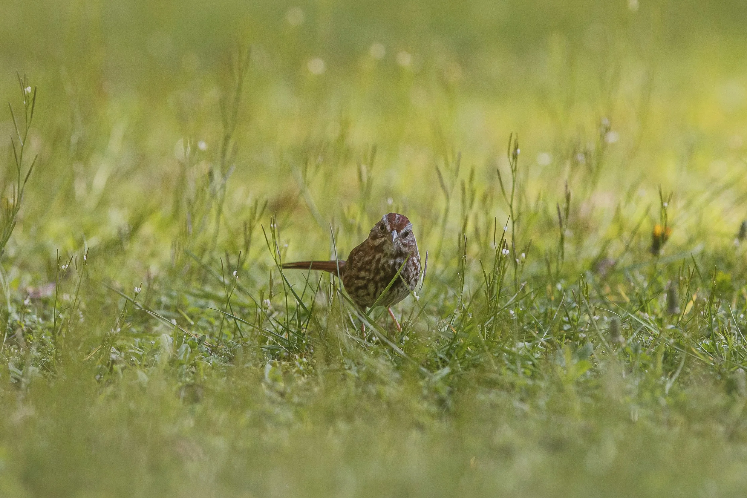 Song Sparrow in the Grass.jpg