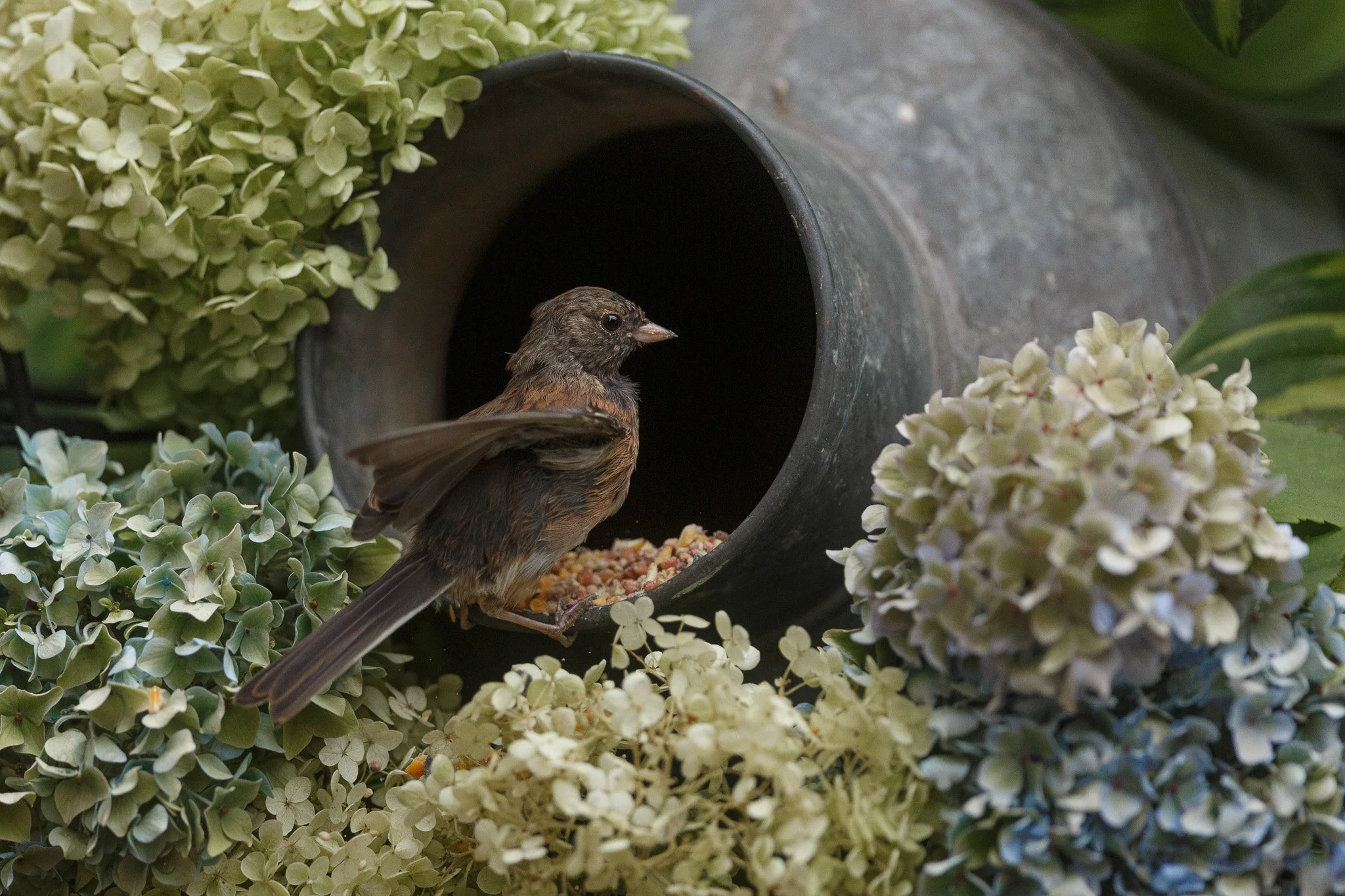 Coming in for a Bite-2.jpg