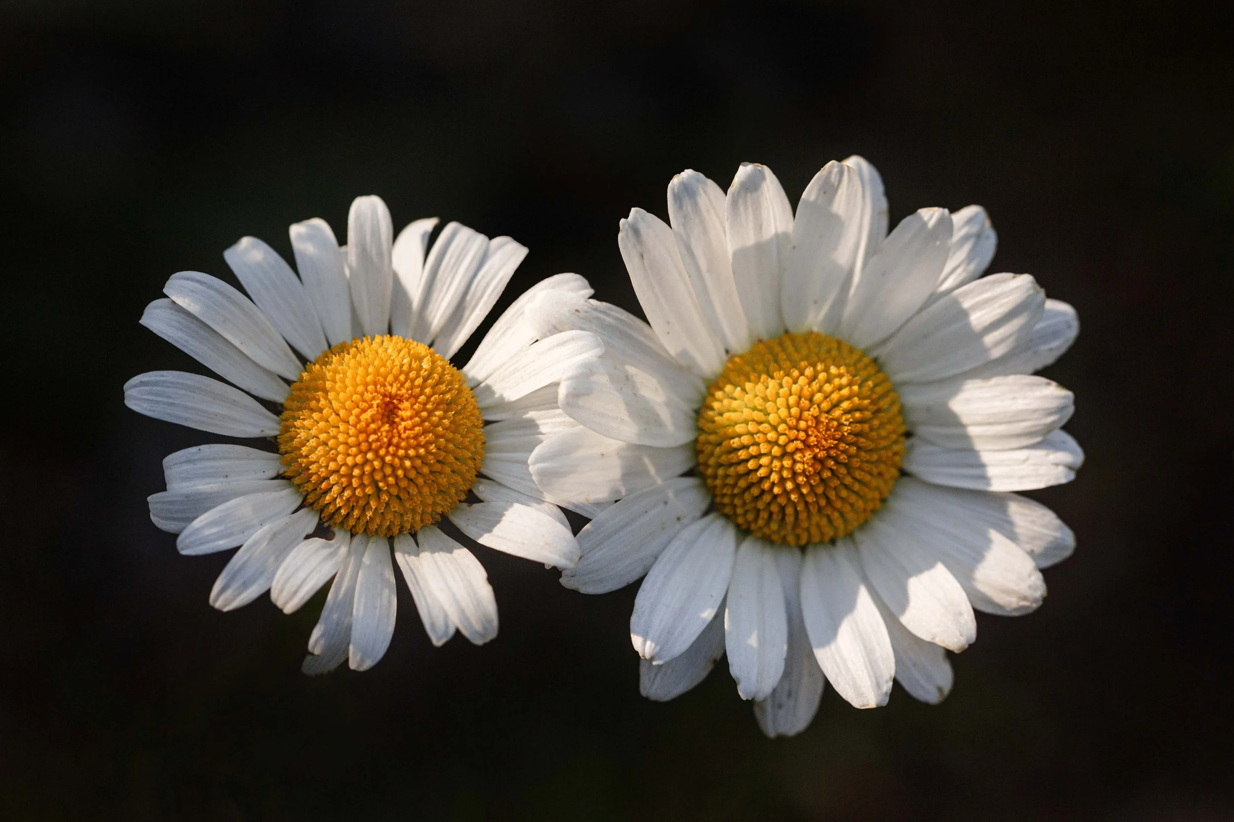 Two Daisies Websize..jpg