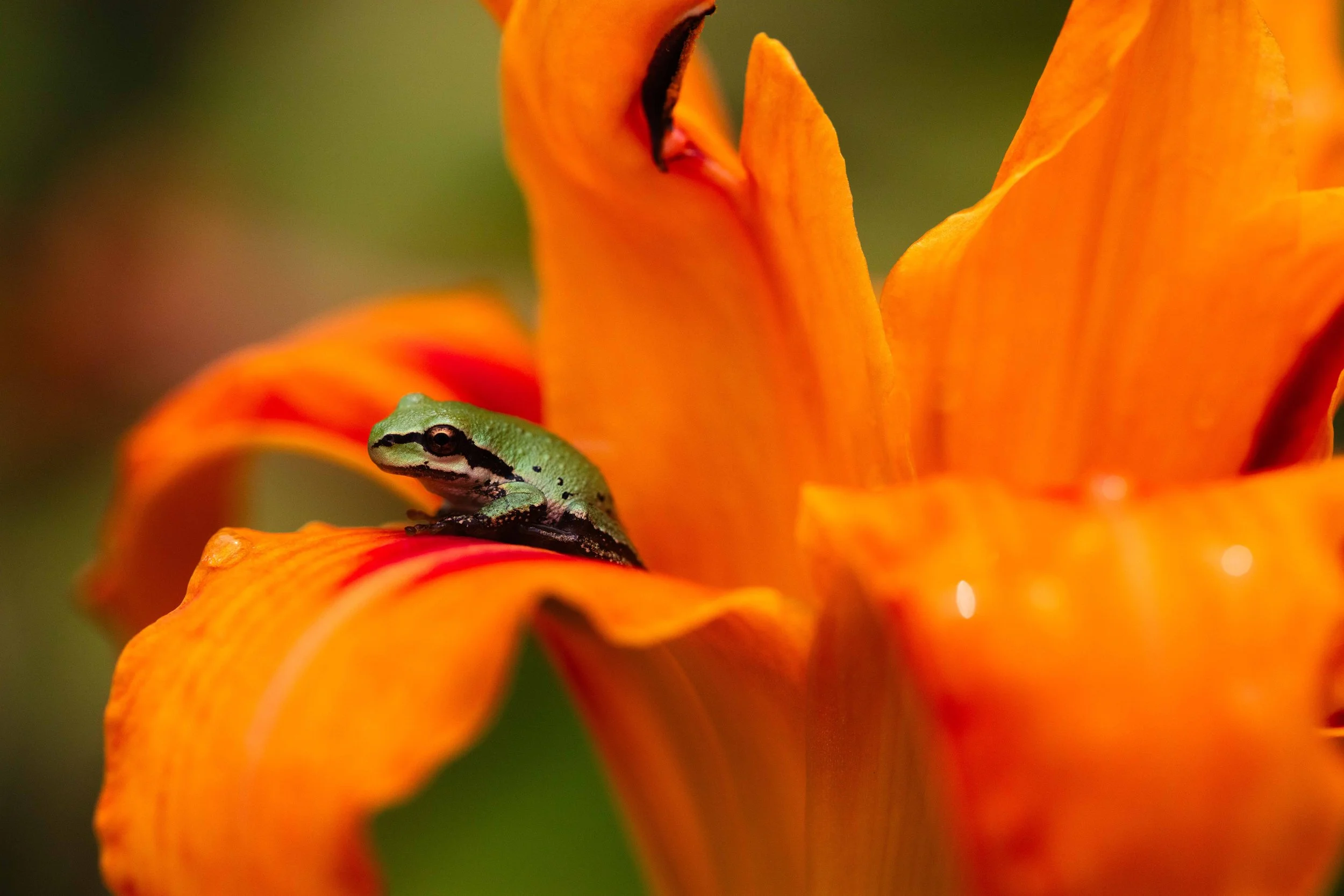 Pacific Tree Frog on Lily websize.jpg