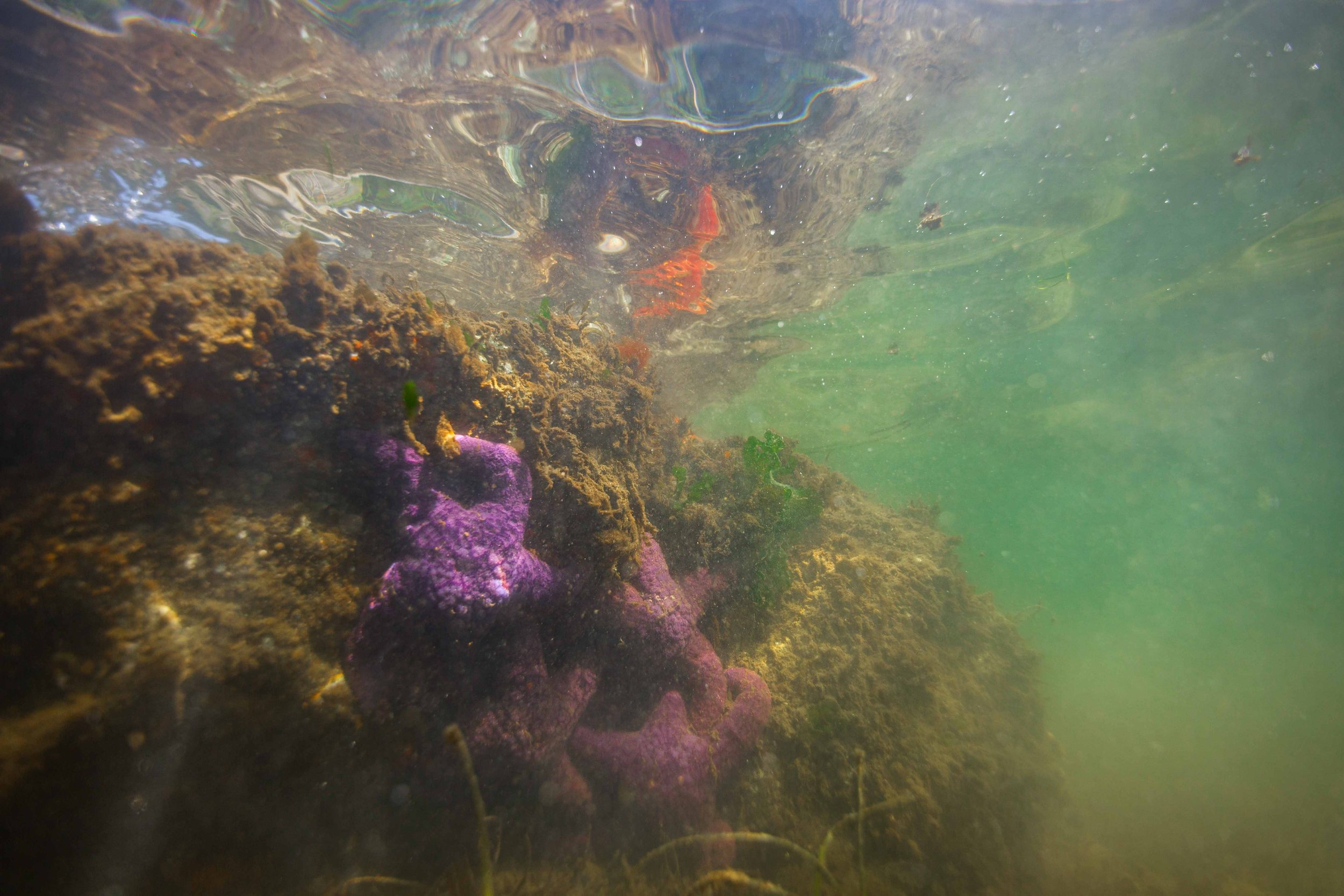 Sea Star Grouping Websize.jpg