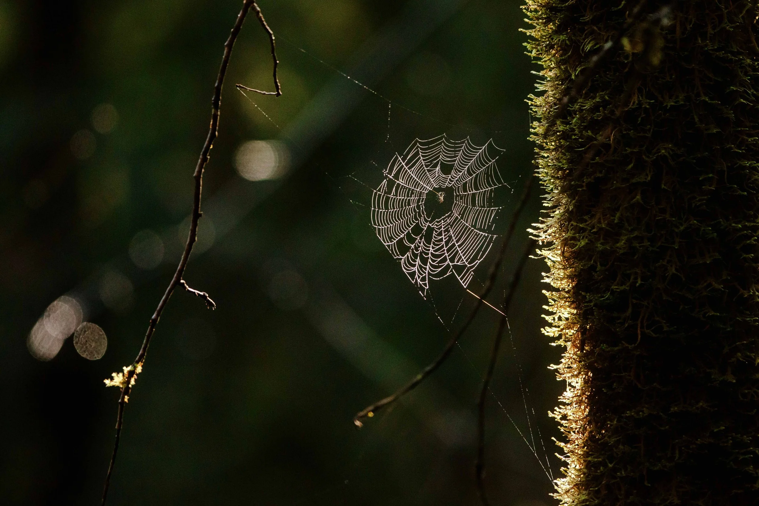 Spiderweb in the Moss websize.jpg