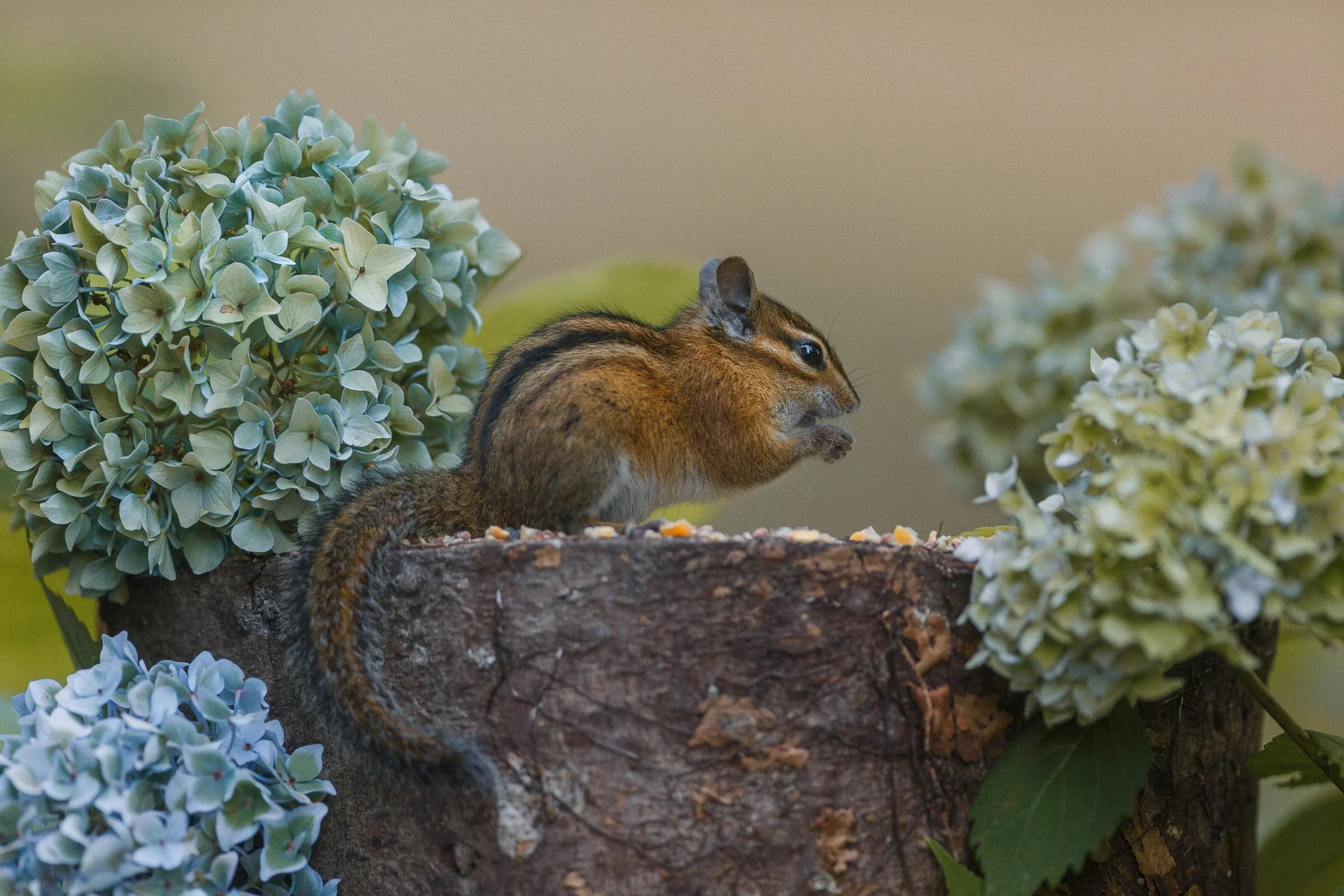 NIblet in the Hydrangeas-2.jpg
