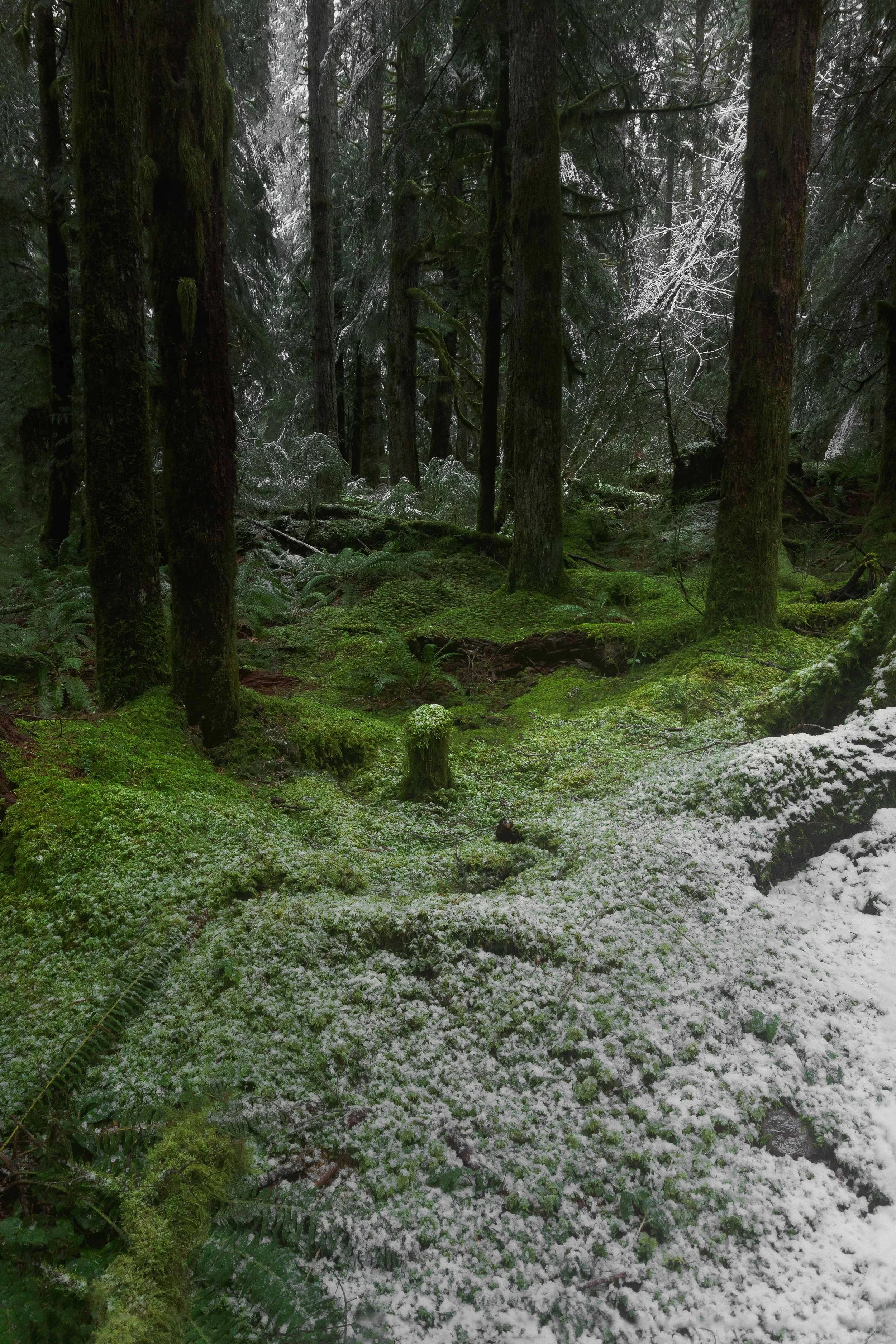 Snow Covered Forest websize.jpg