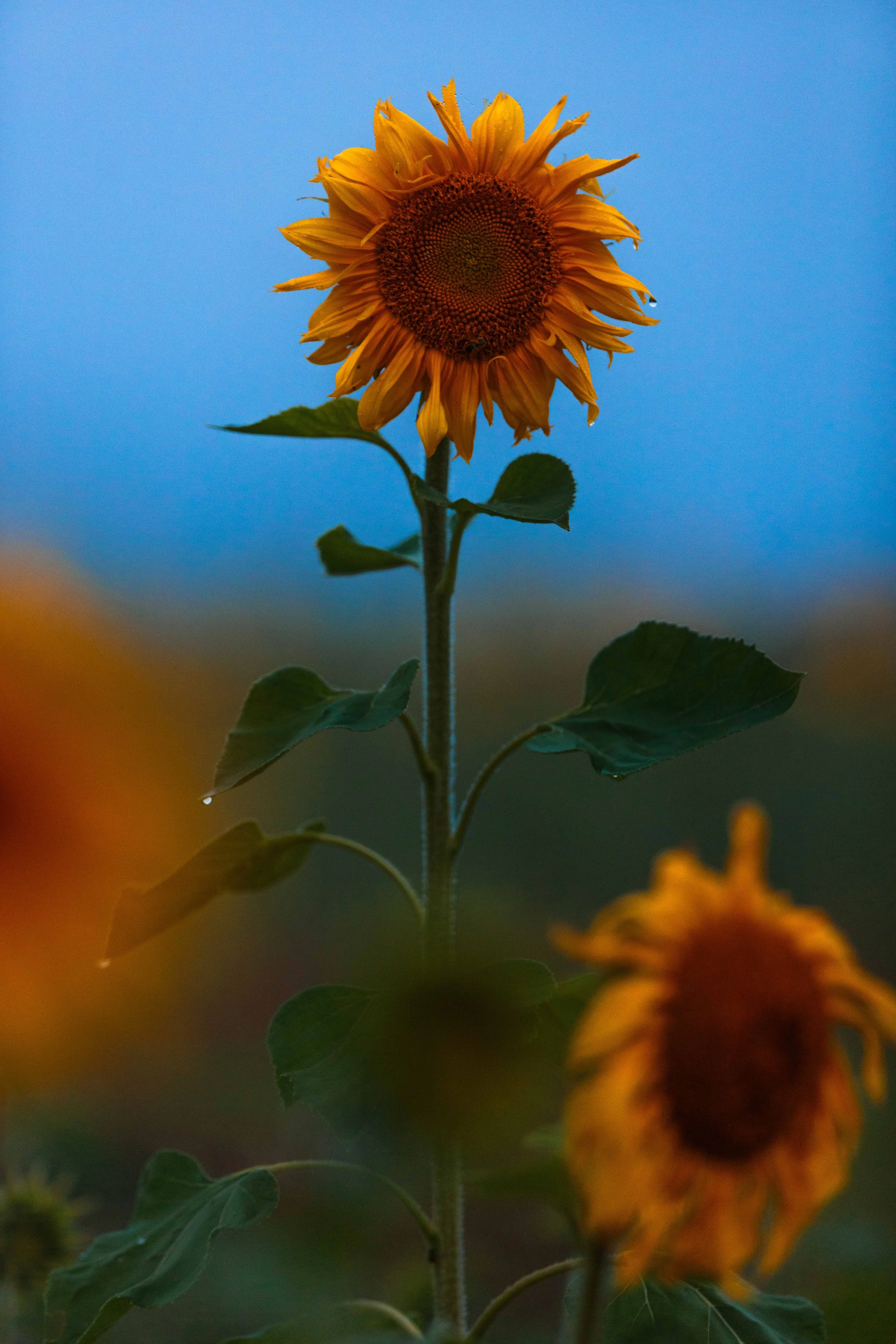 Dew on a Sunflower websize.jpg