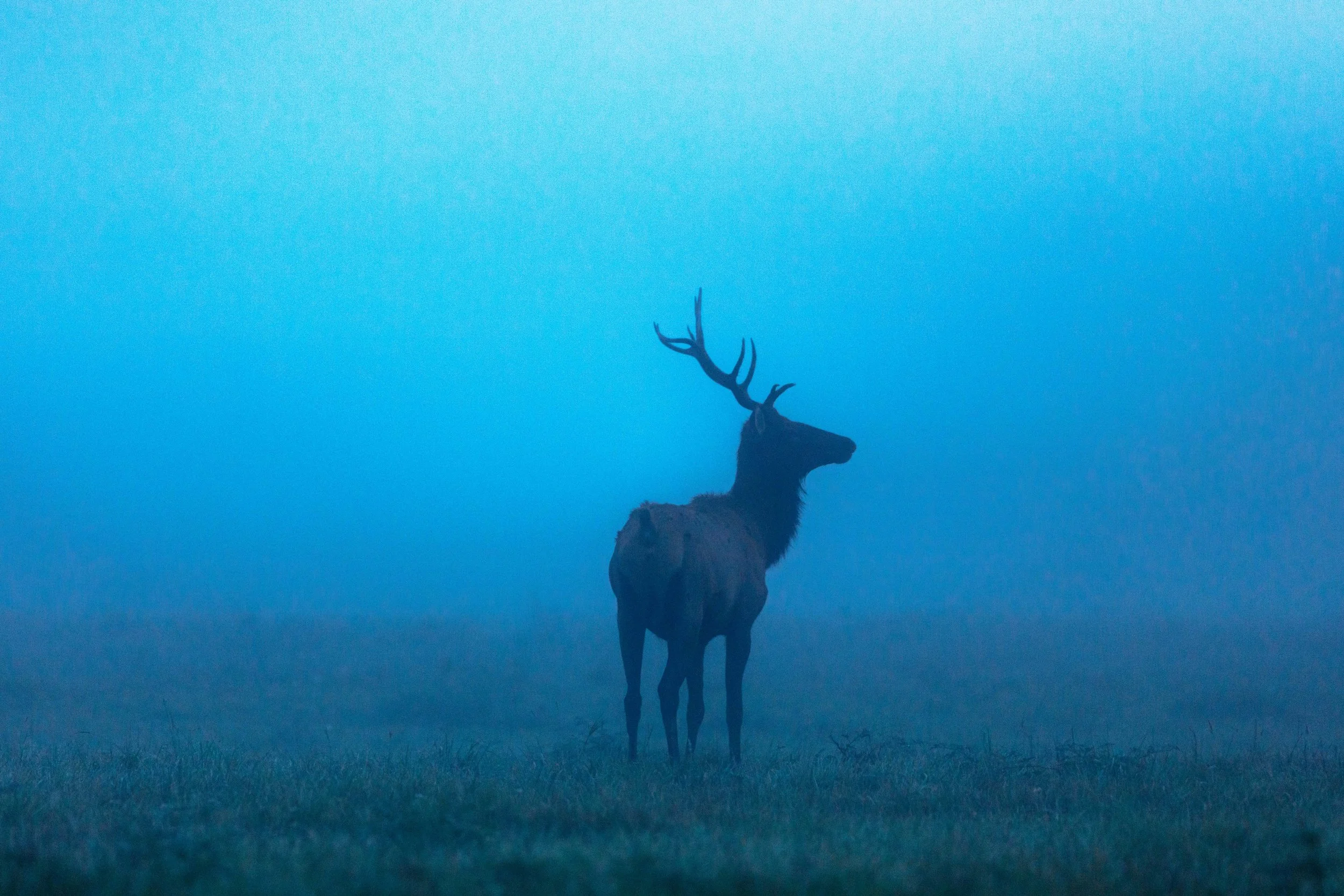Blue Hour Elk in Fog websize copy.jpg