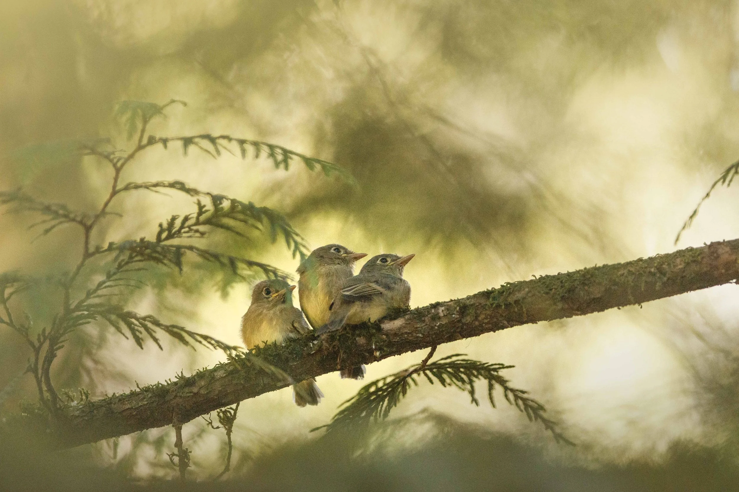 Baby Flycatchers on a Branch websize.jpg