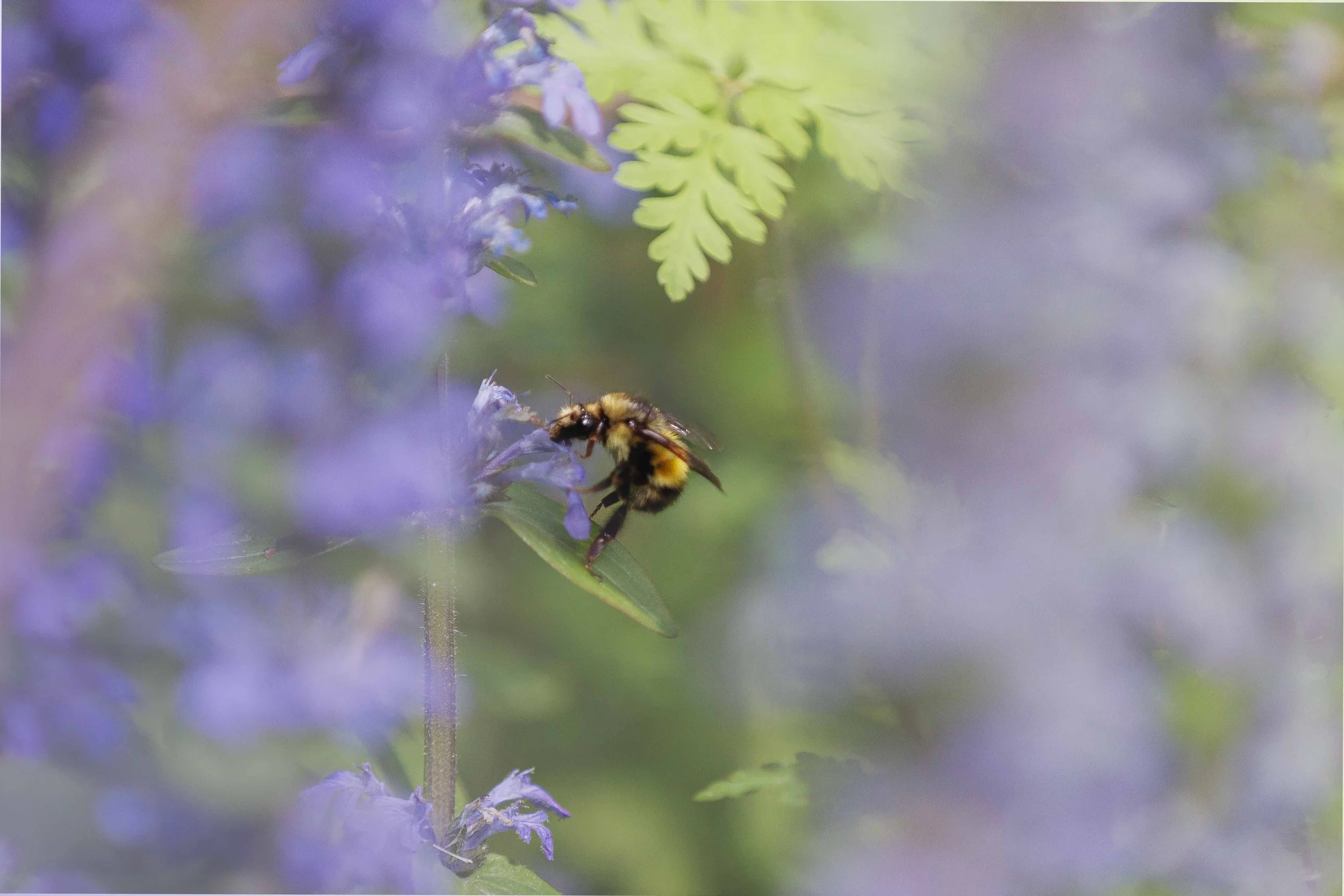Bee on Toes websize.jpg