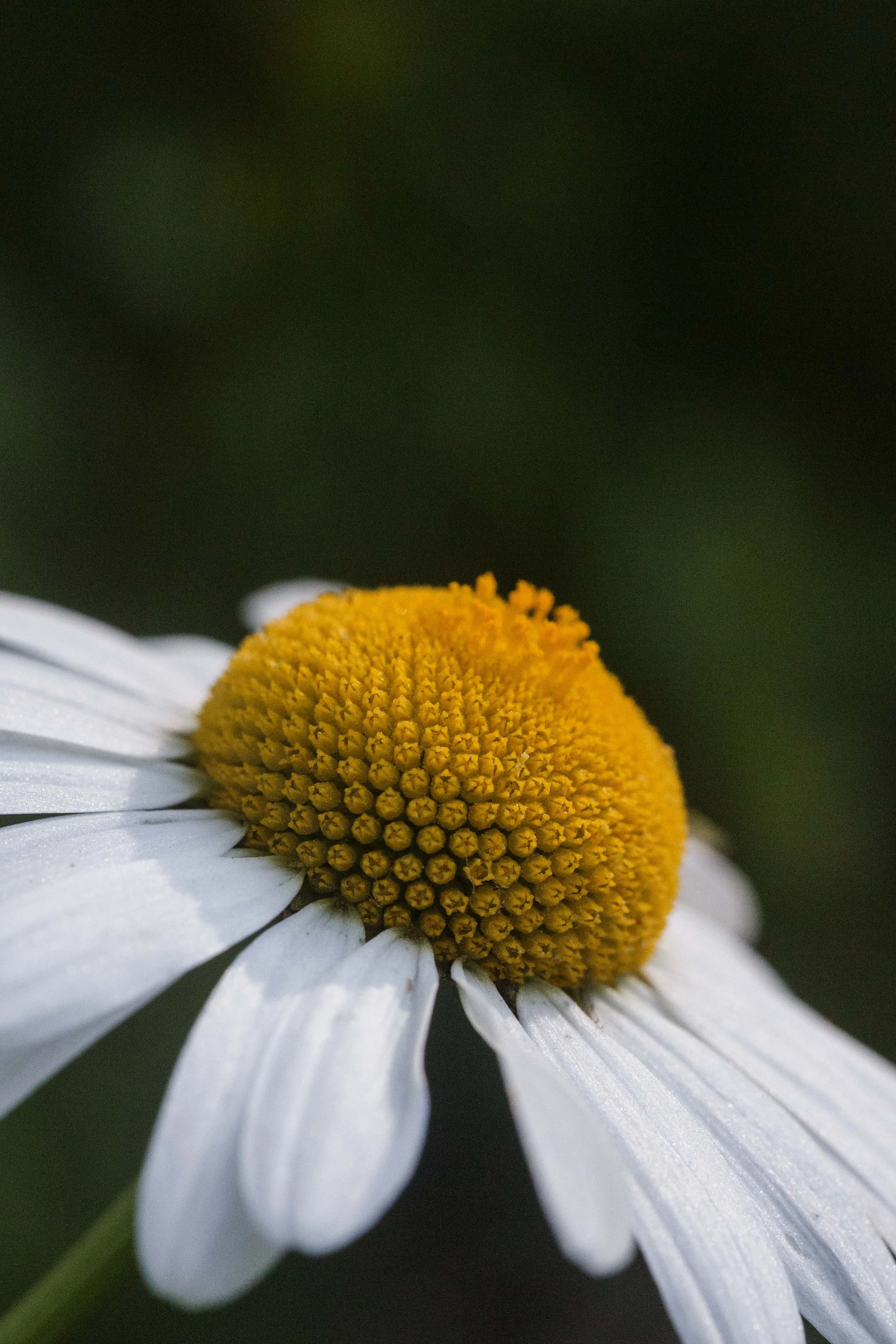 Textures of a Daisy Websize..jpg