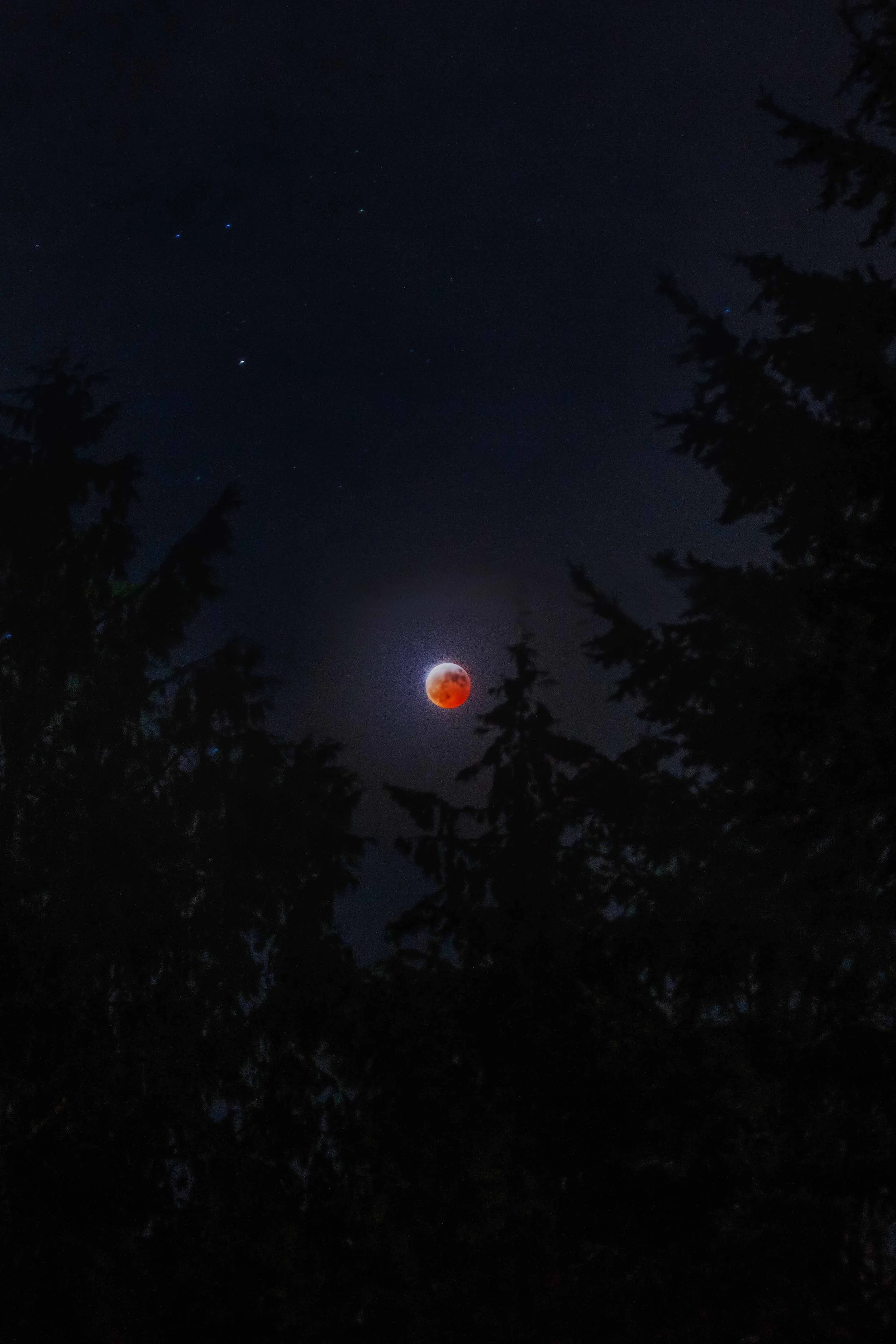 Lunar Eclipse in the Trees websize.jpg