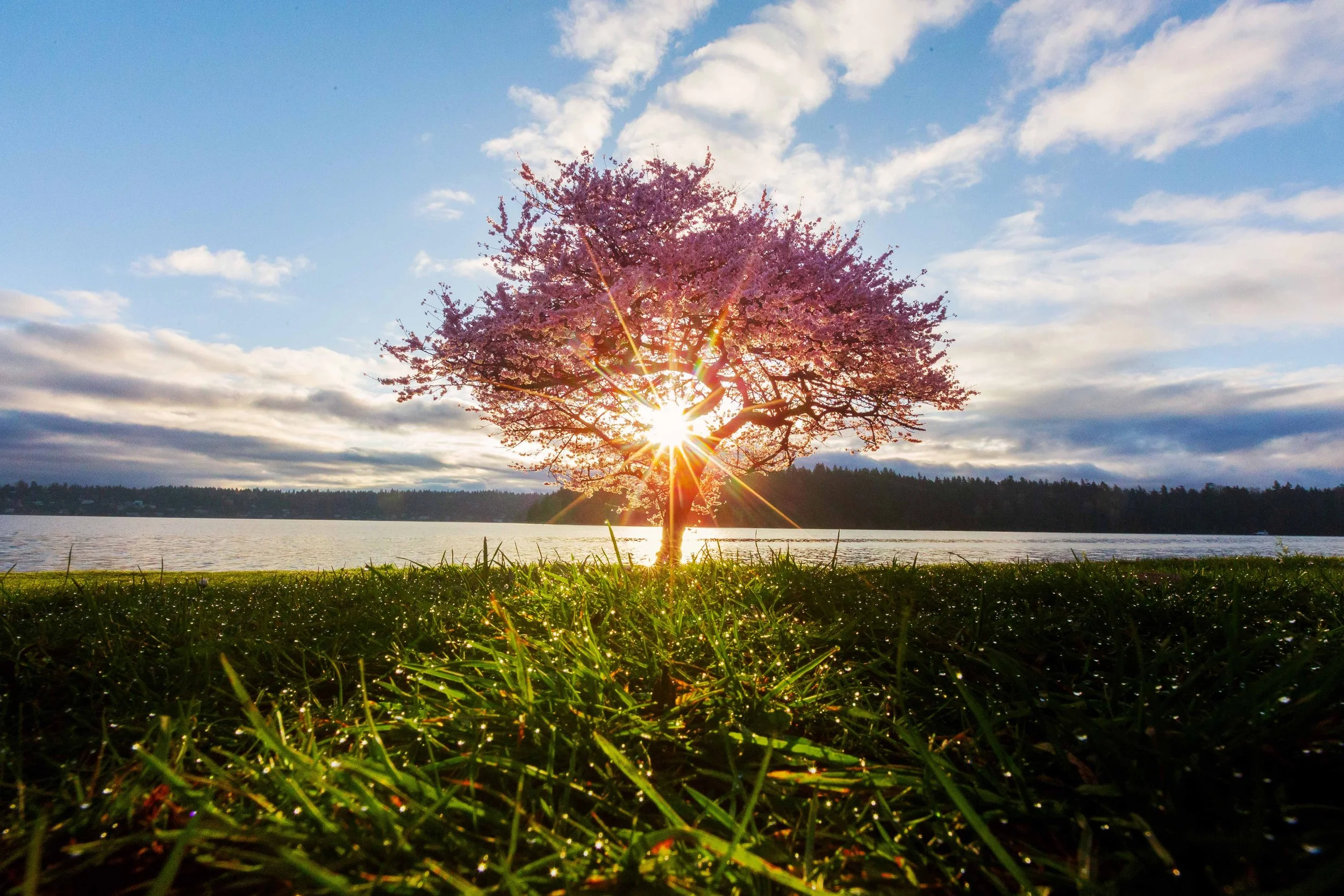 Sunburst Through the Blossoms Websize.jpg