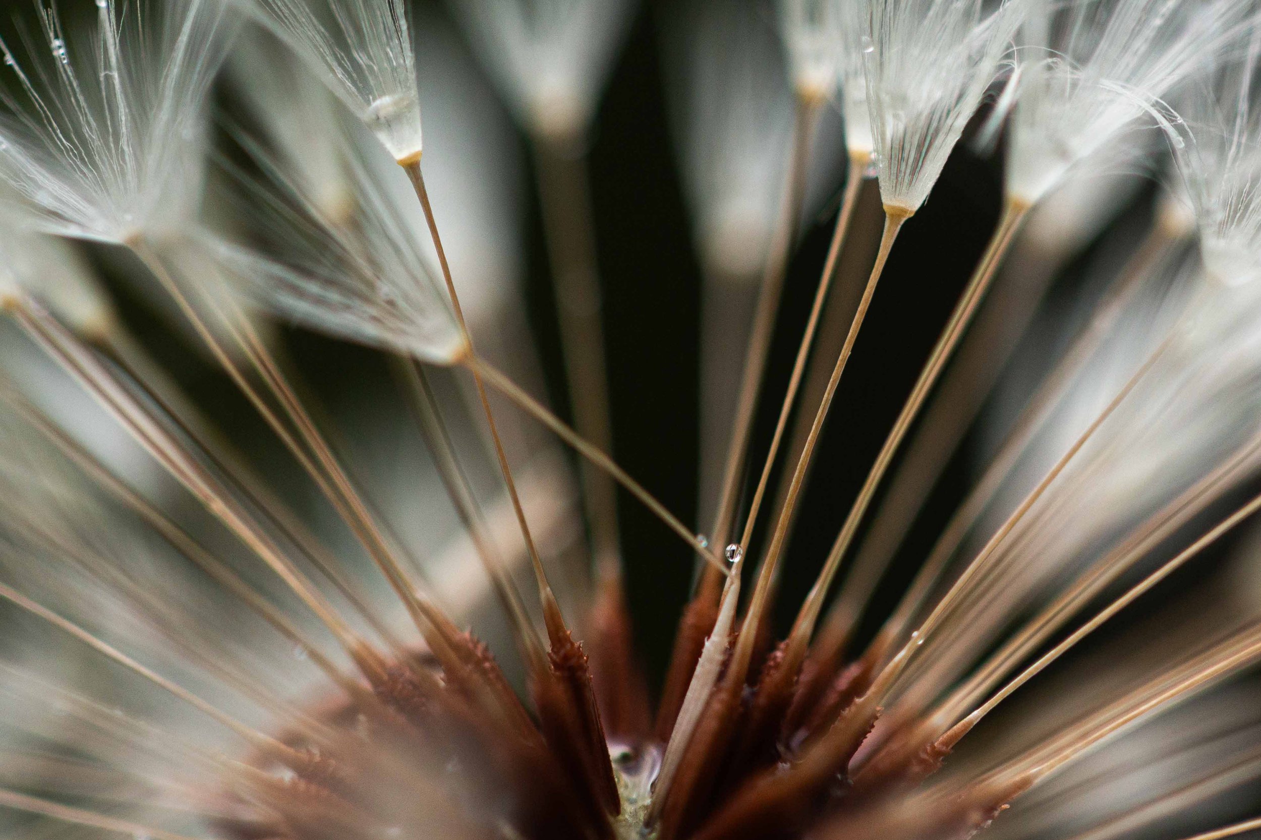 Dandelion Letting Go Websize.jpg