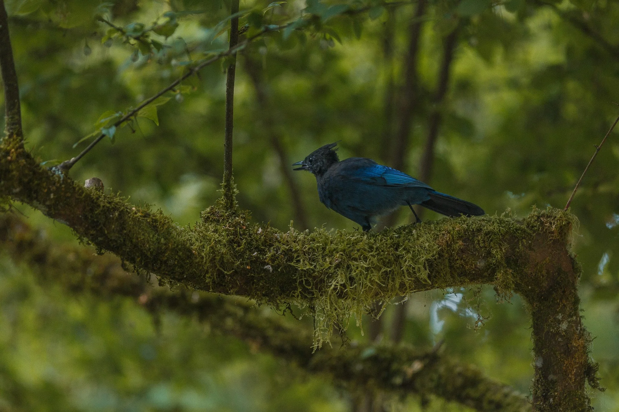 Pepper on a Branch-2.jpg