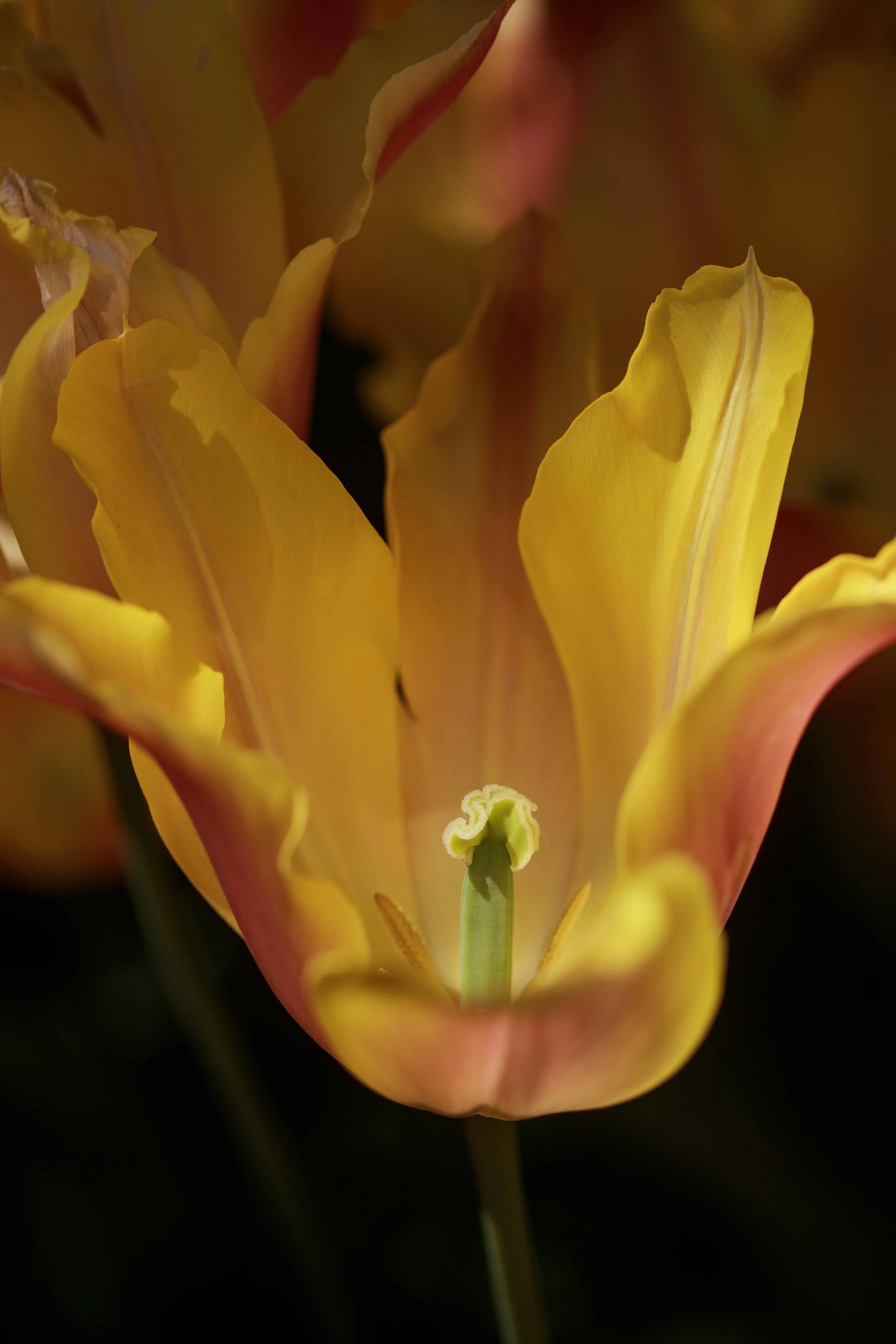 Inside a Yellow Tulip Websize.jpg