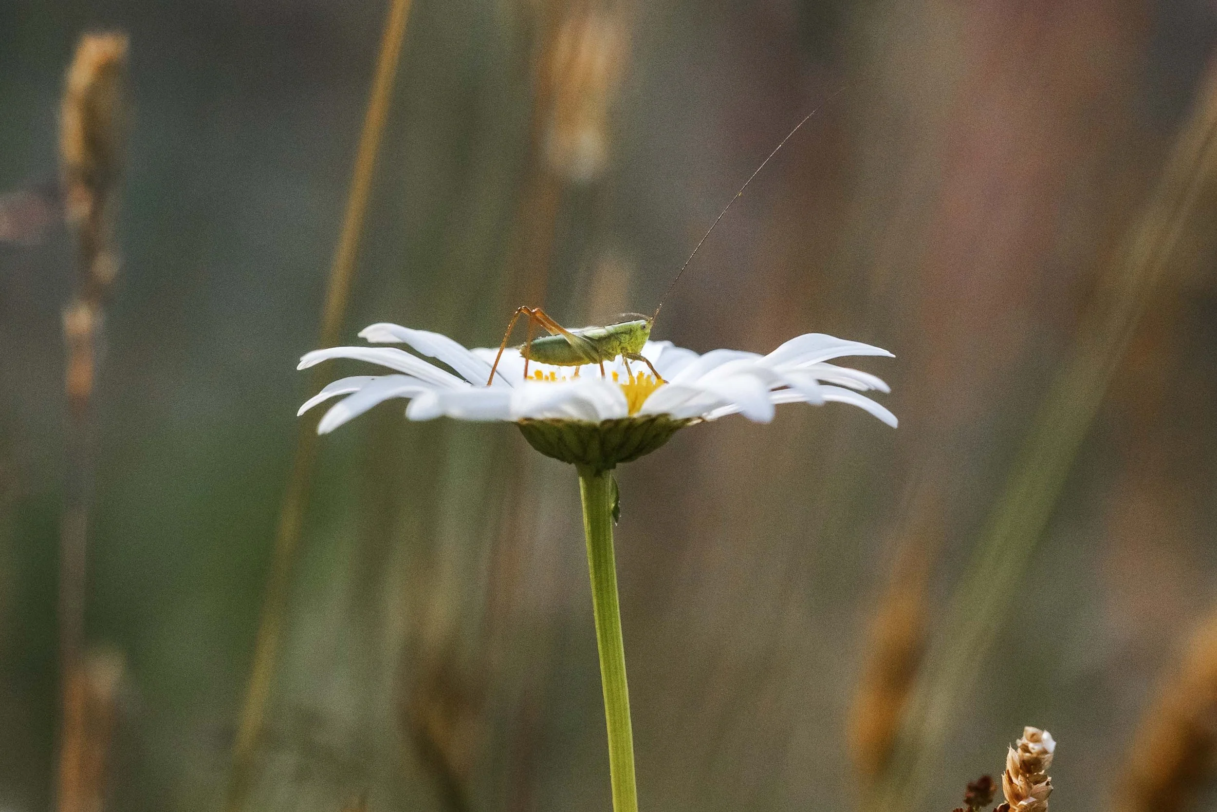 Antennae Websize.jpg