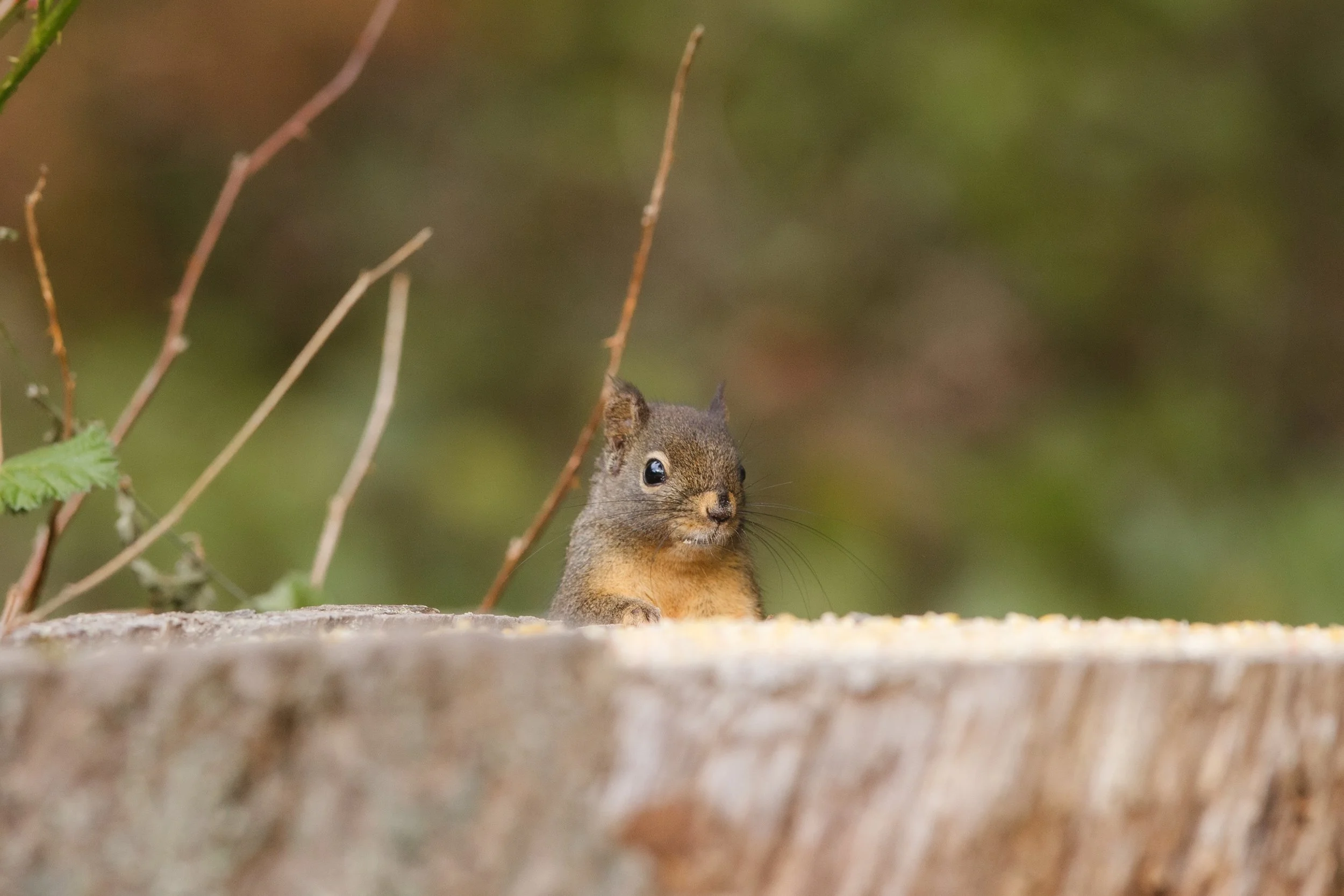 Douglas Playing PeekaBoo.jpg