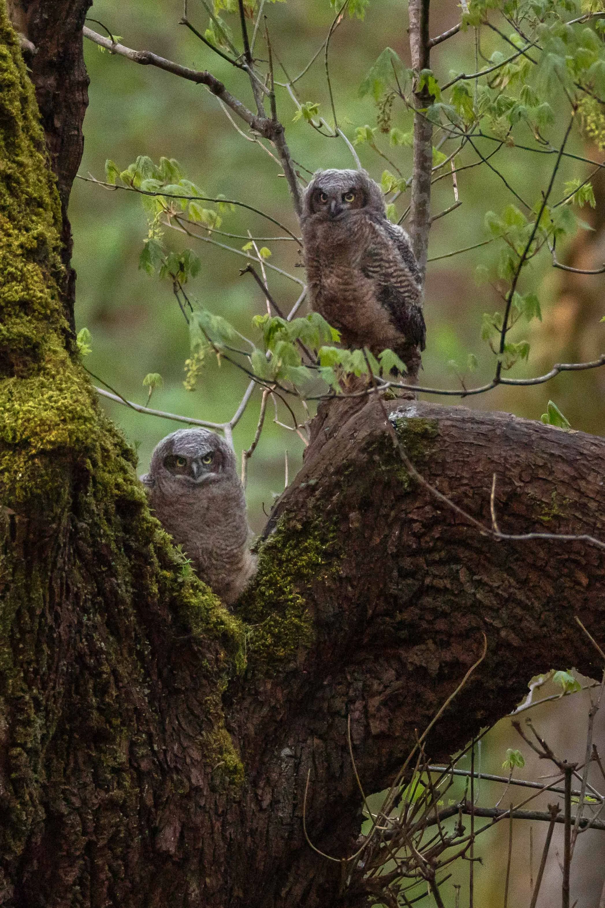 Great Horned Owletts Websize.jpg