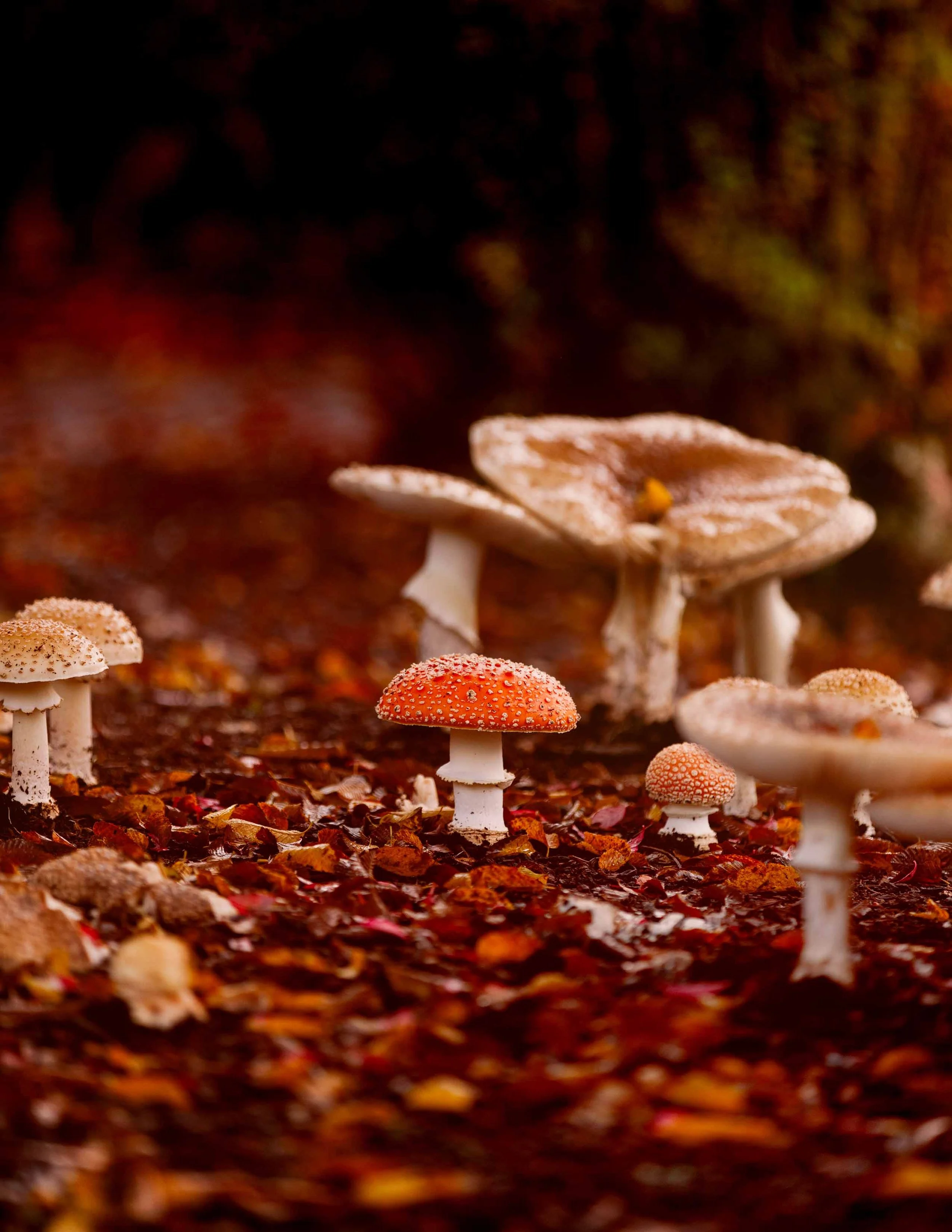 Amanitas in a Group websize.jpg