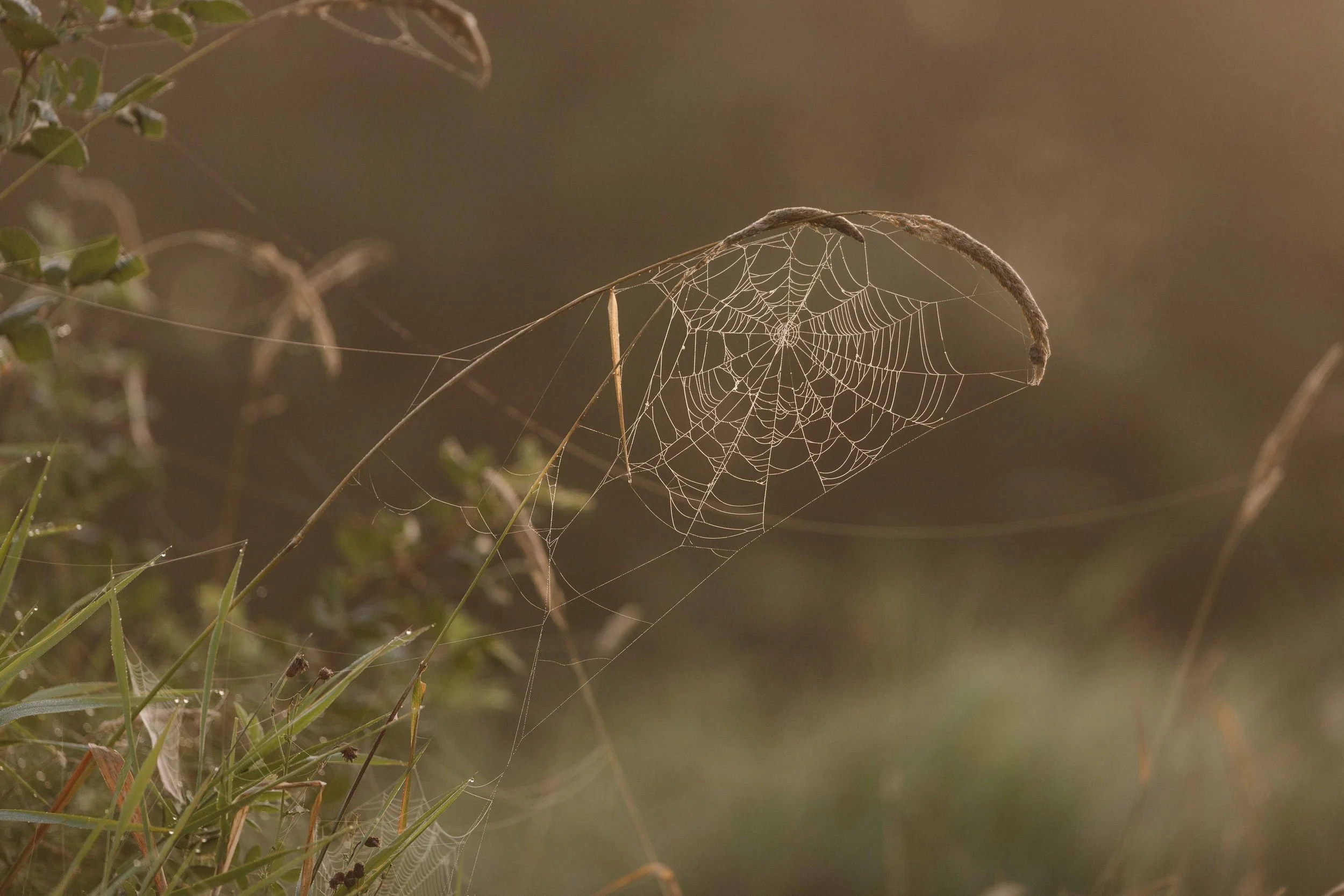 Dewey Webs in Carnation (1) websize.jpg